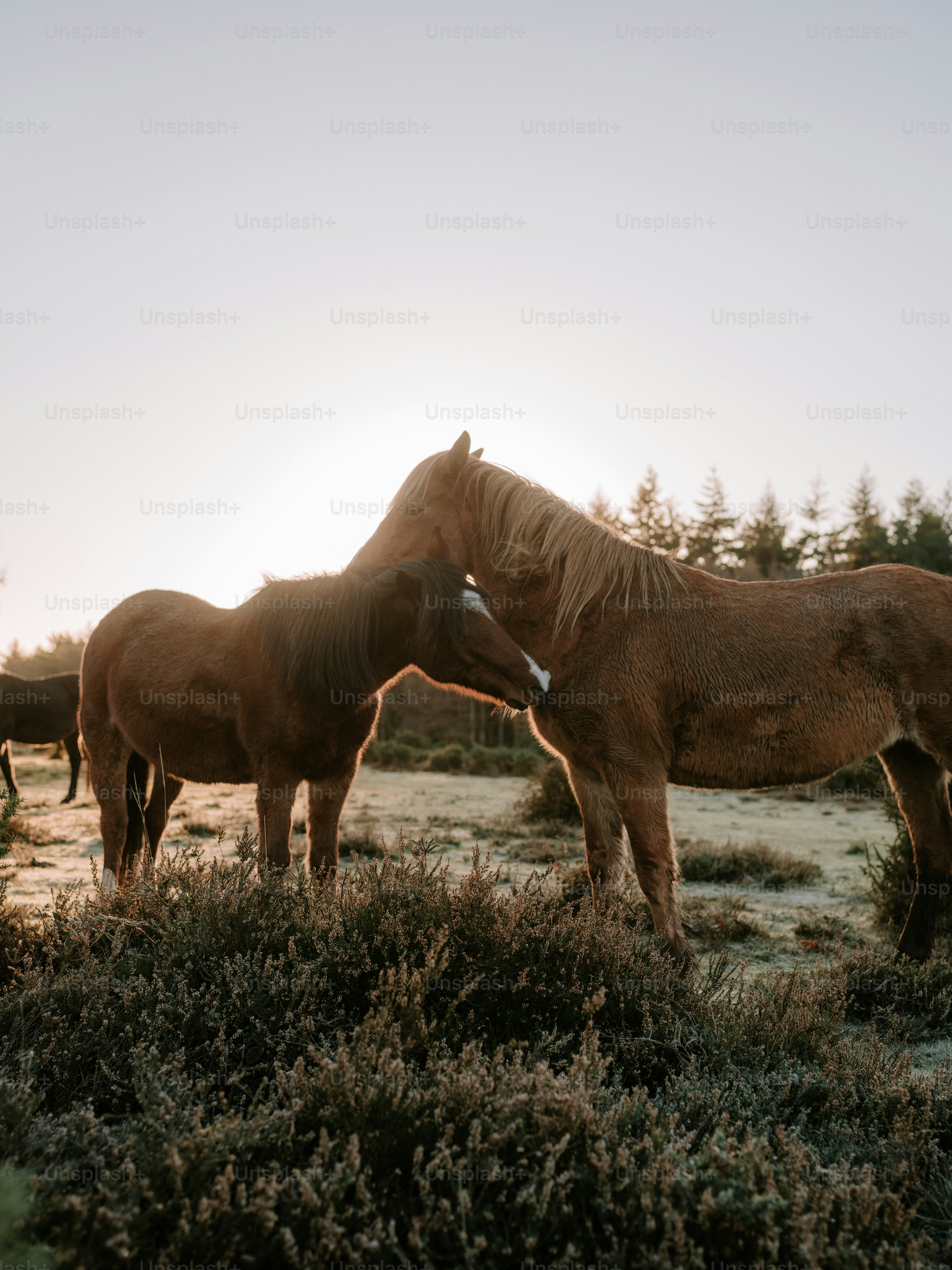 Two horses nuzzle each other at sunrise photo – Forest Image on Unsplash
