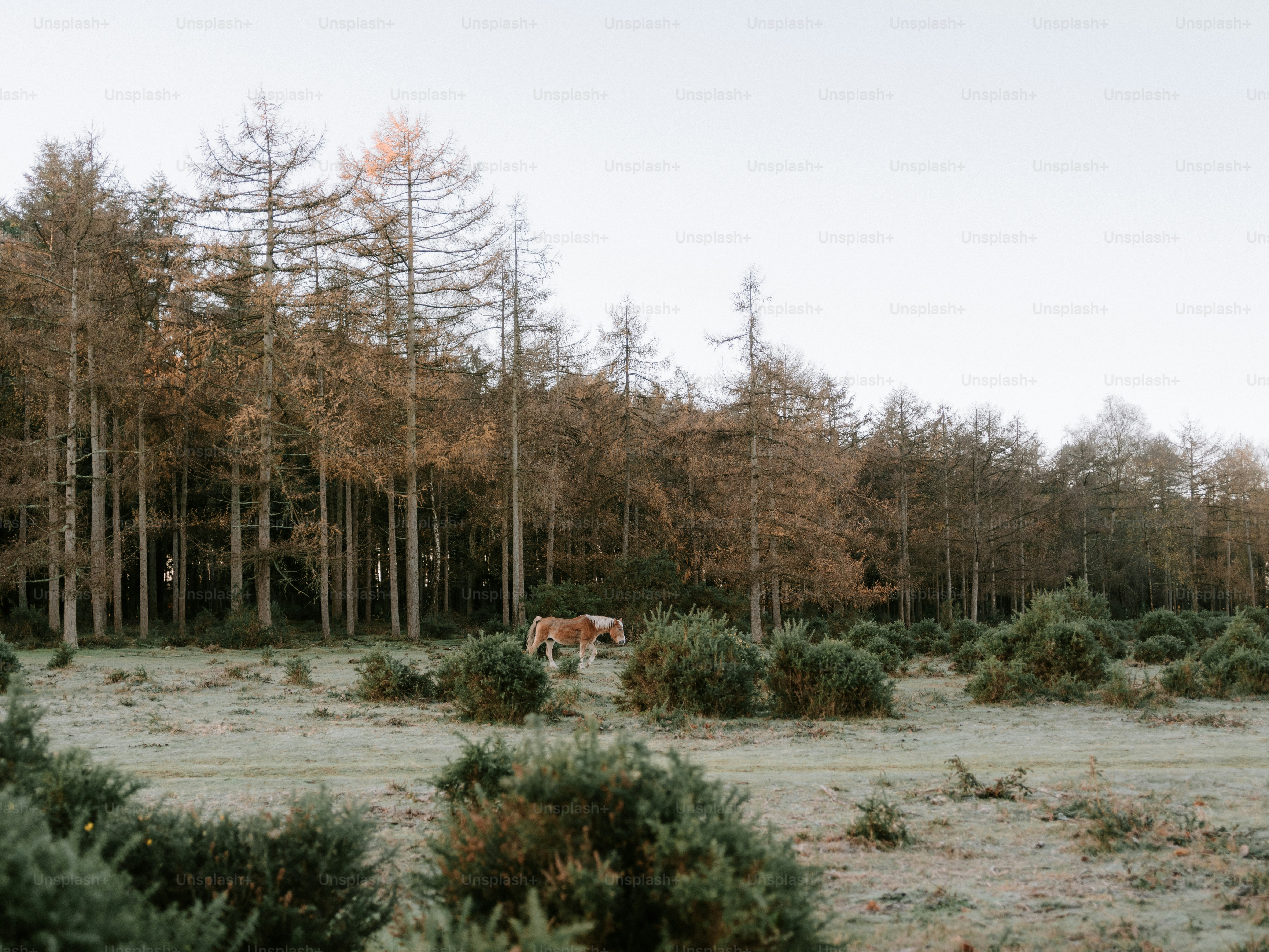 A lone horse stands in a clearing near a forest.