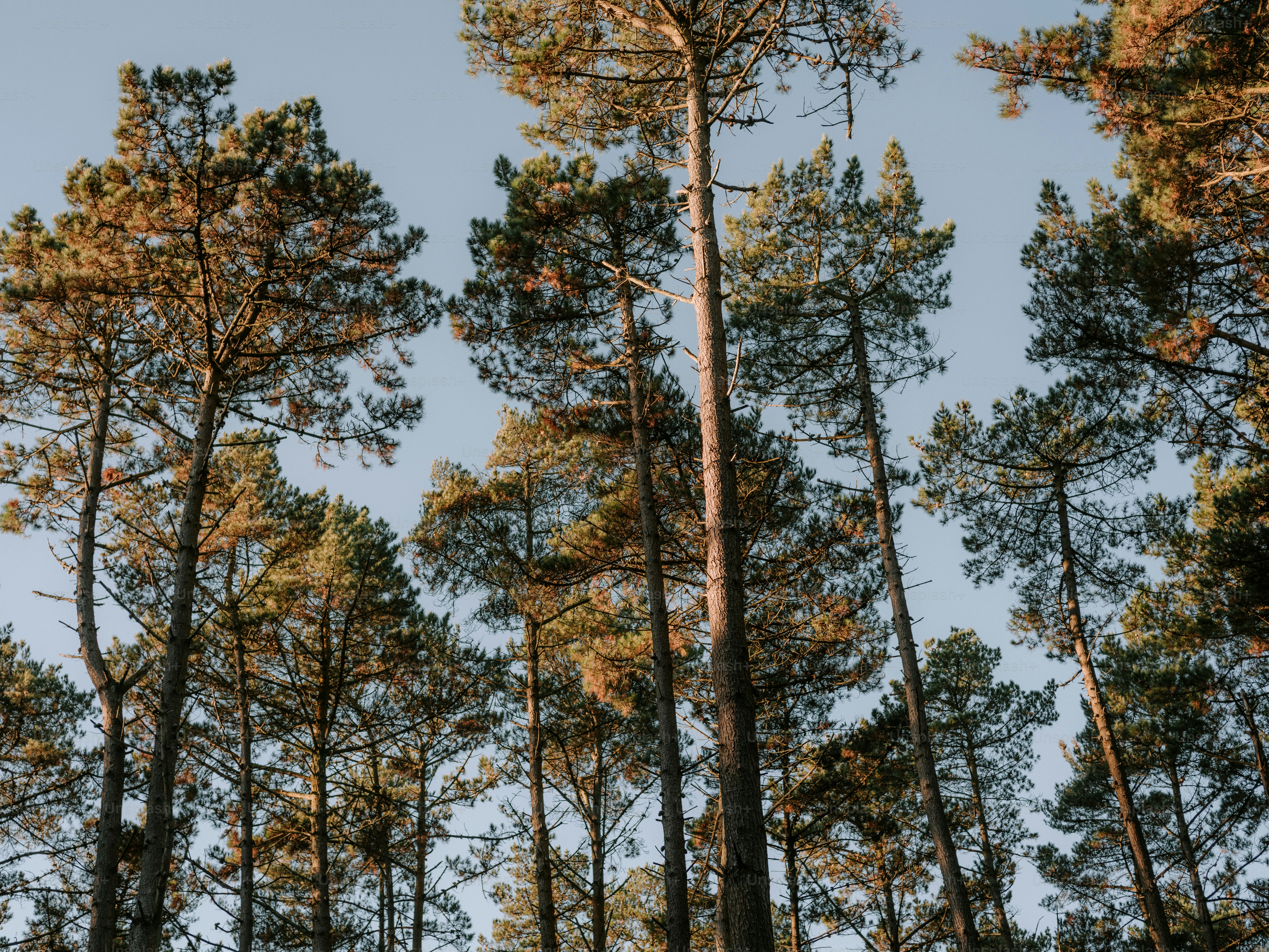 Tall pine trees reaching towards a clear sky photo – Winter Image on ...
