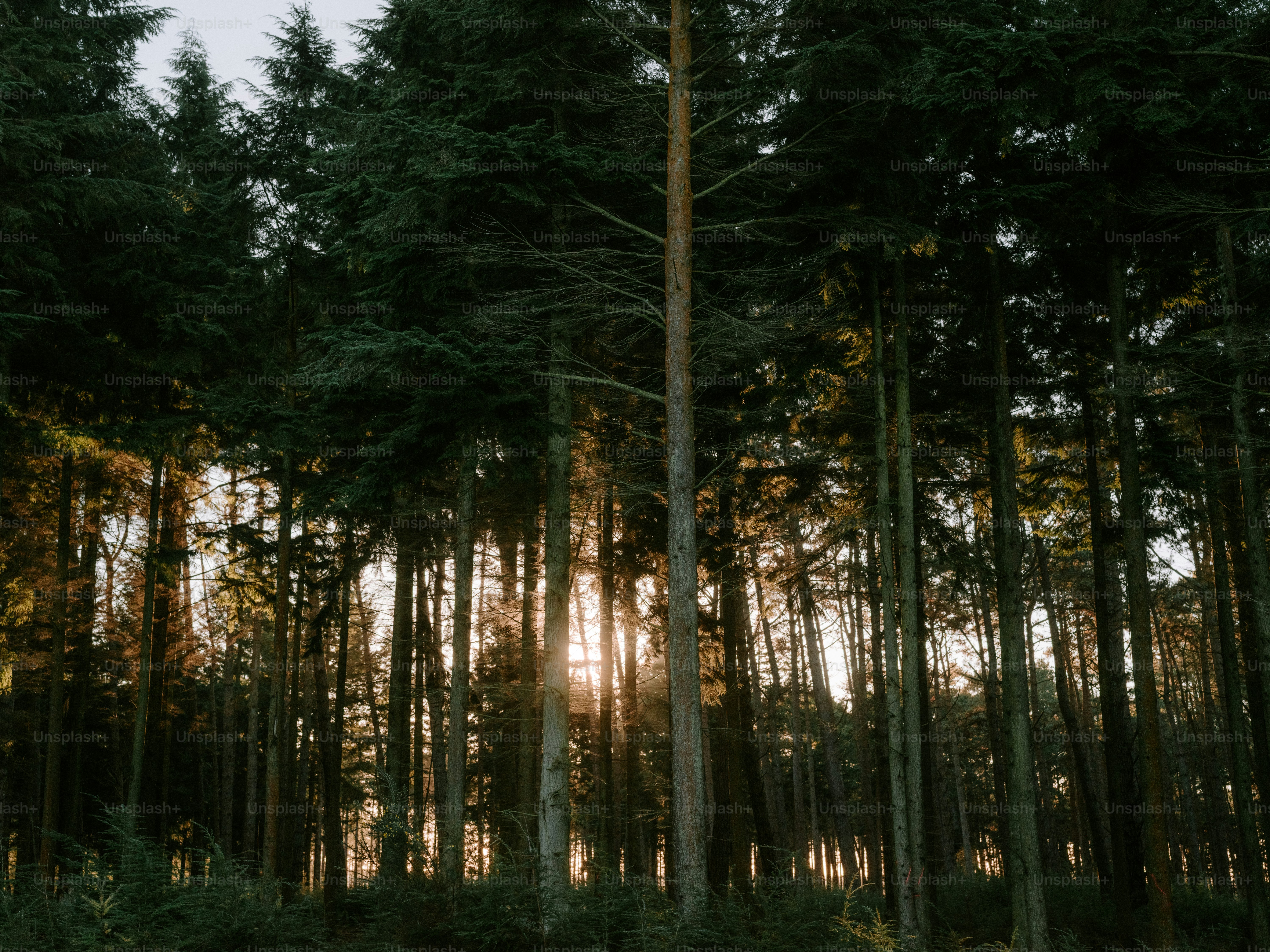Sunlight filtering through tall trees in a dense forest. photo – Winter ...