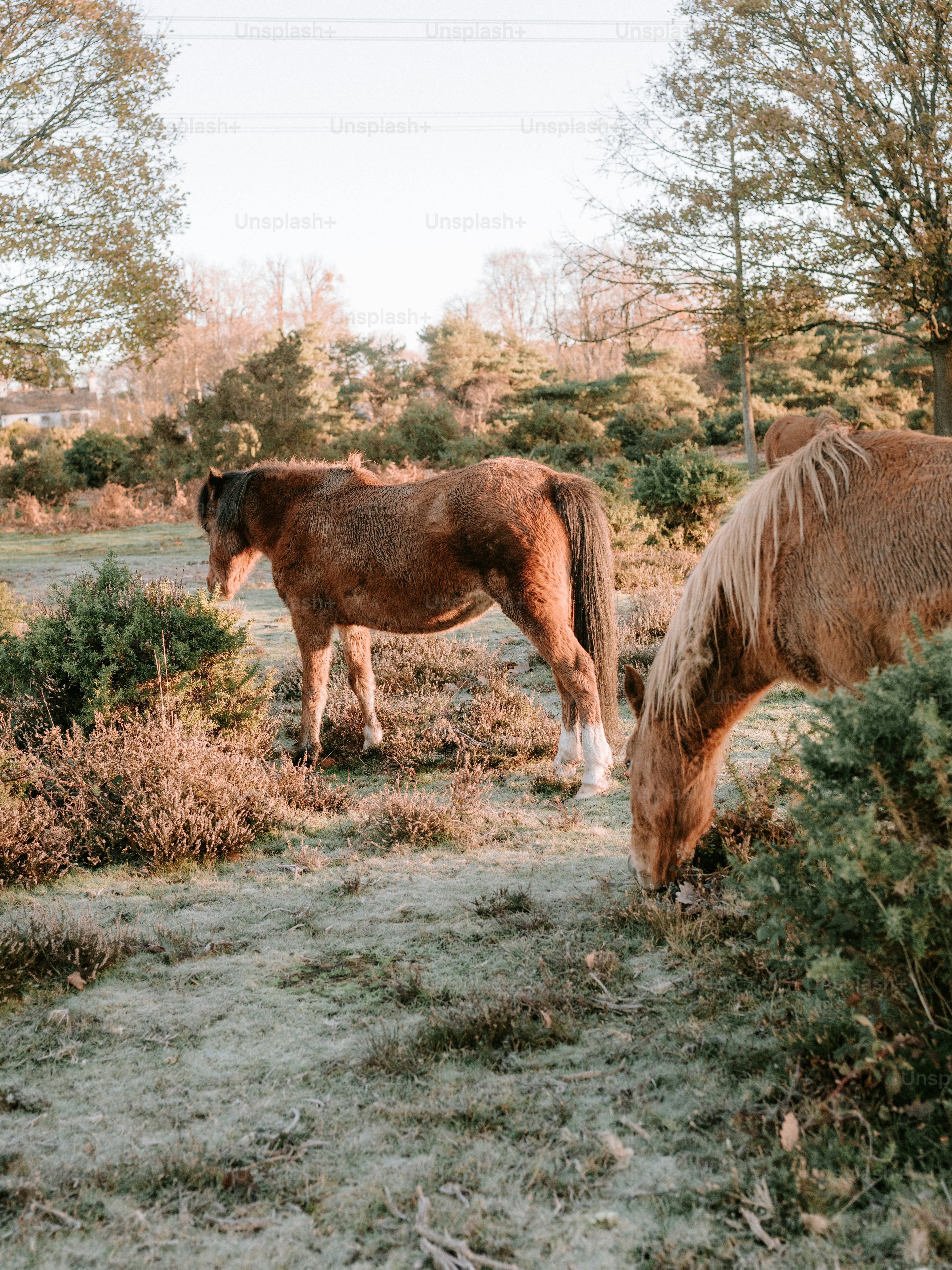 Two horses grazing in a field with trees.