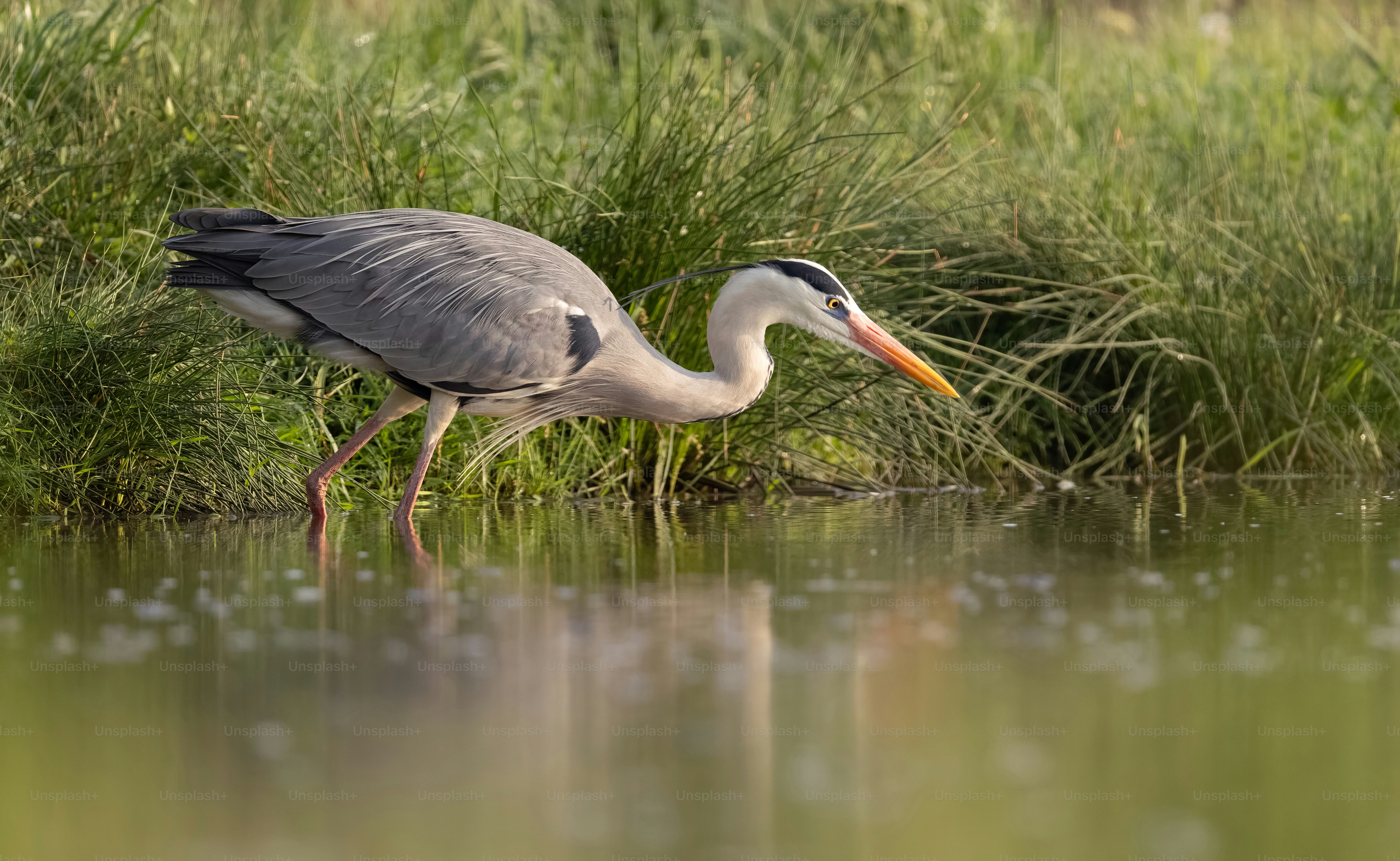 A grey heron drinks water from a pond.