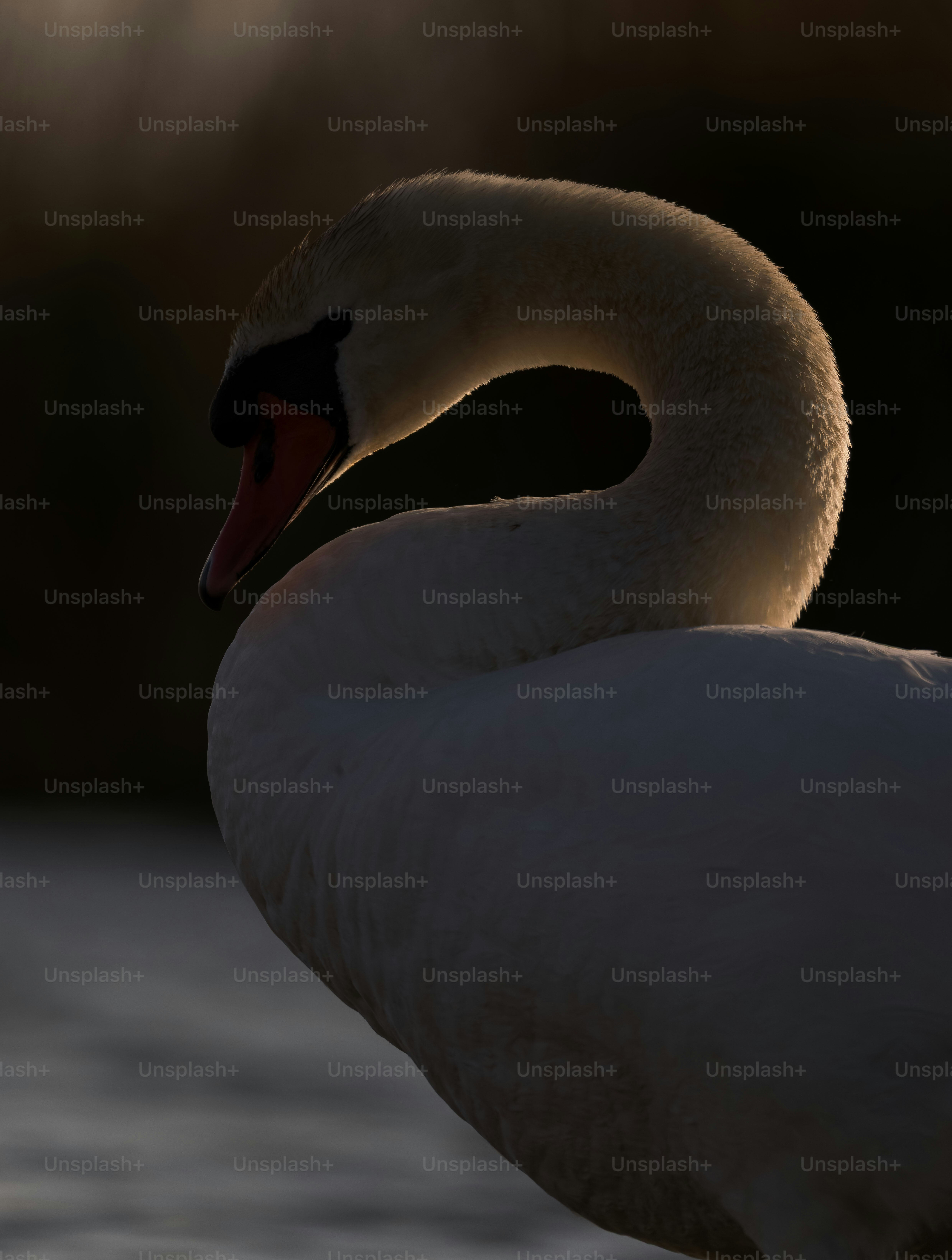 A swan's neck curves gracefully against dark background.
