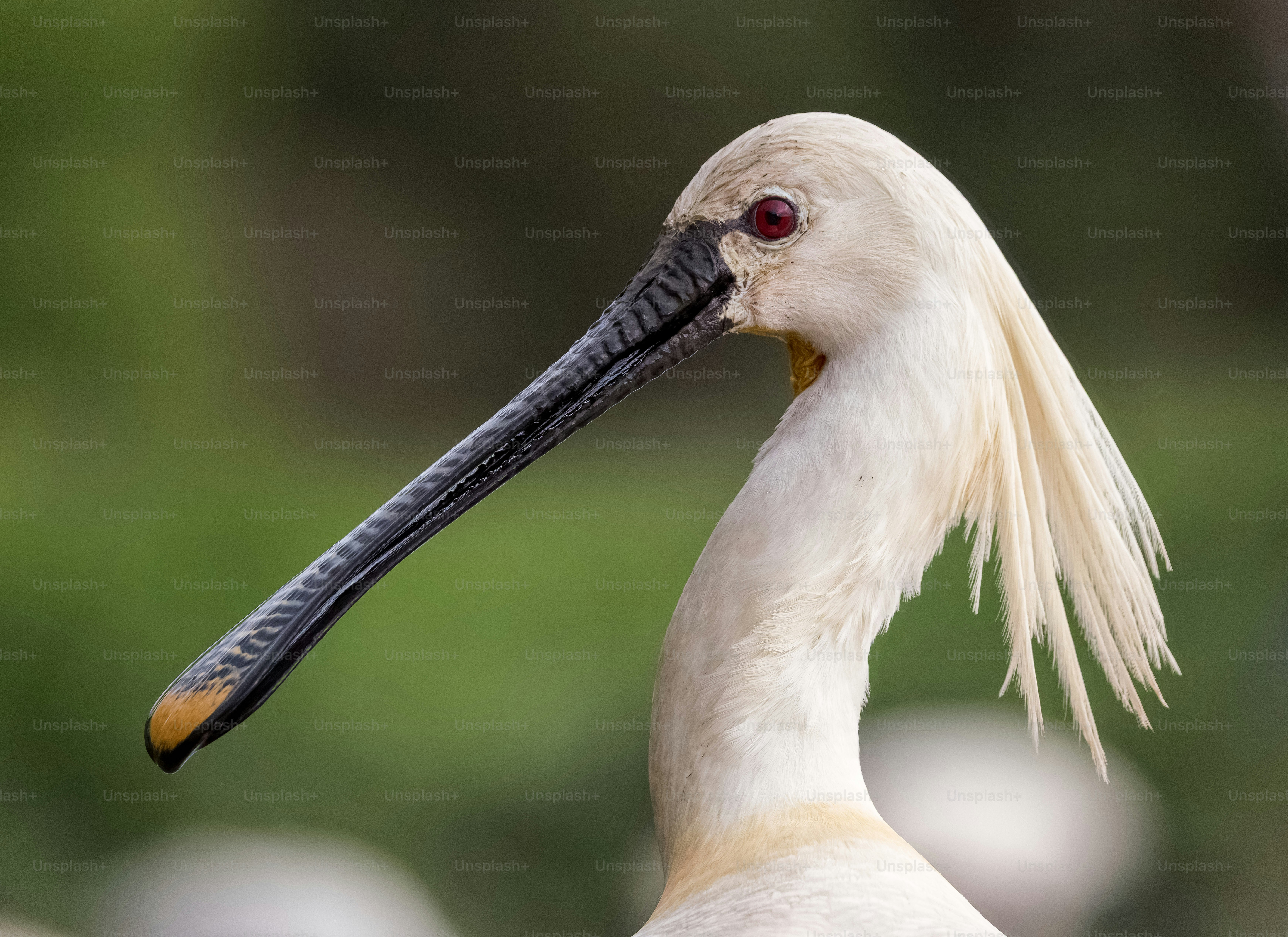 A close-up of a eurasian spoonbill bird's head.