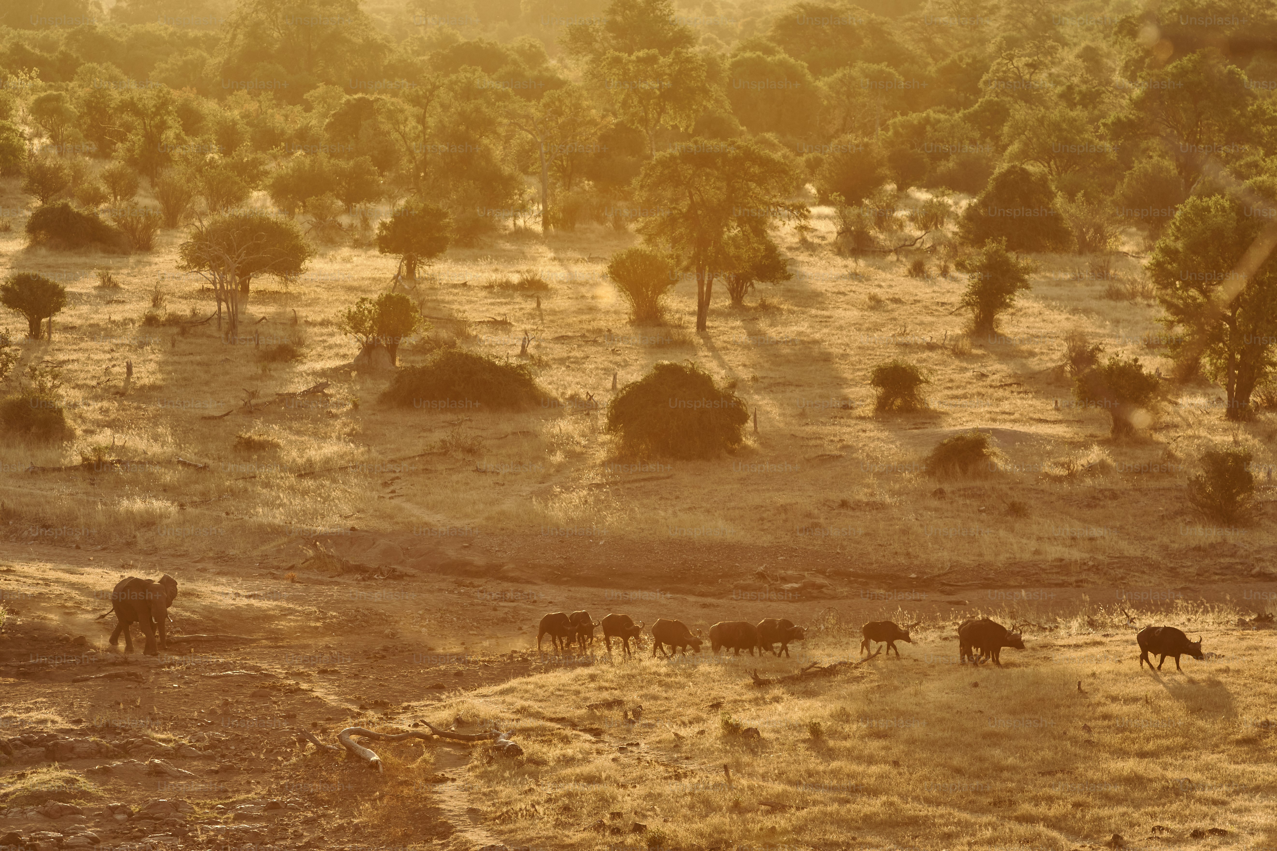 Herd of wildebeest walking across savanna at sunset.