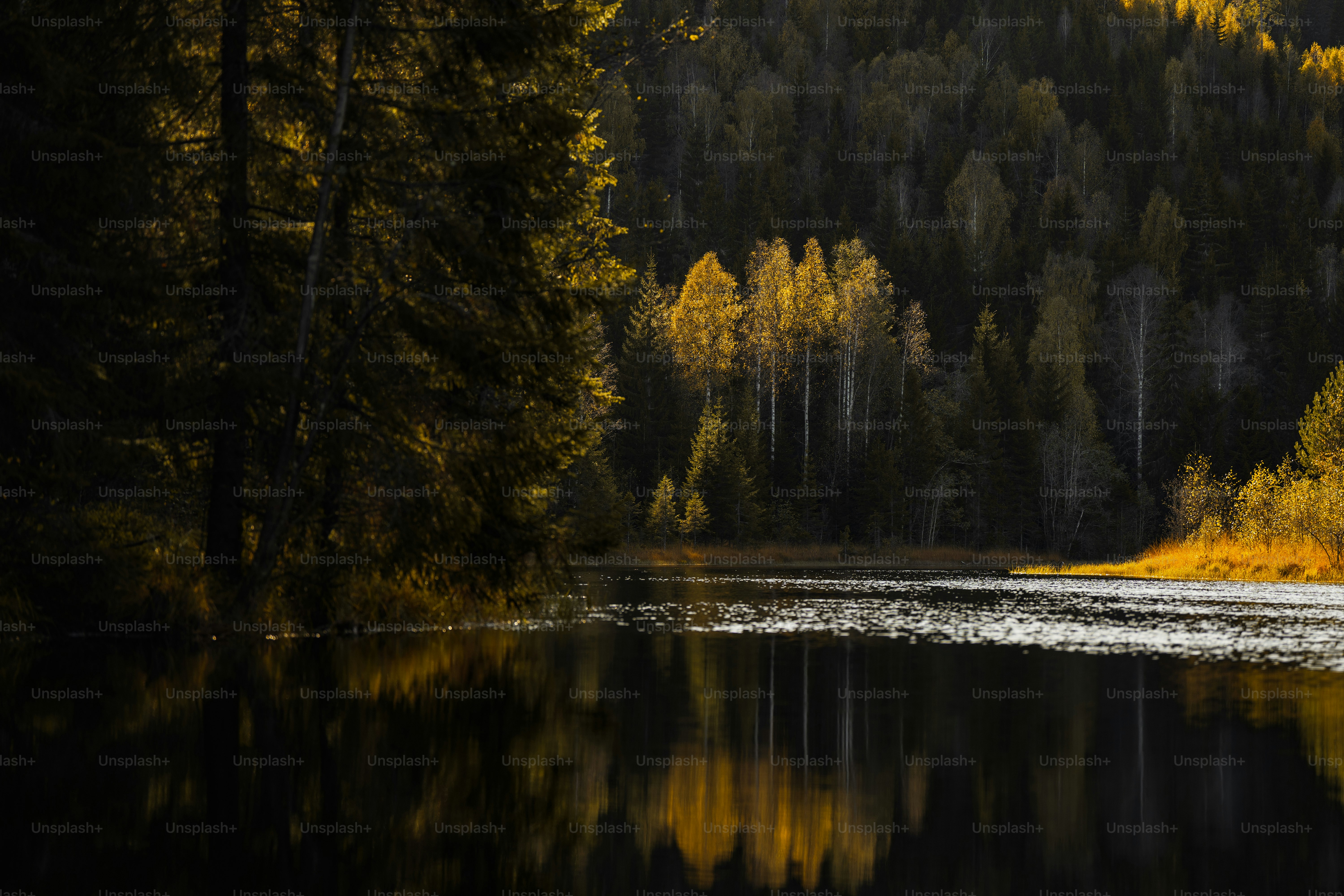 Golden autumn forest reflected in a dark lake. photo – Forest Image on ...