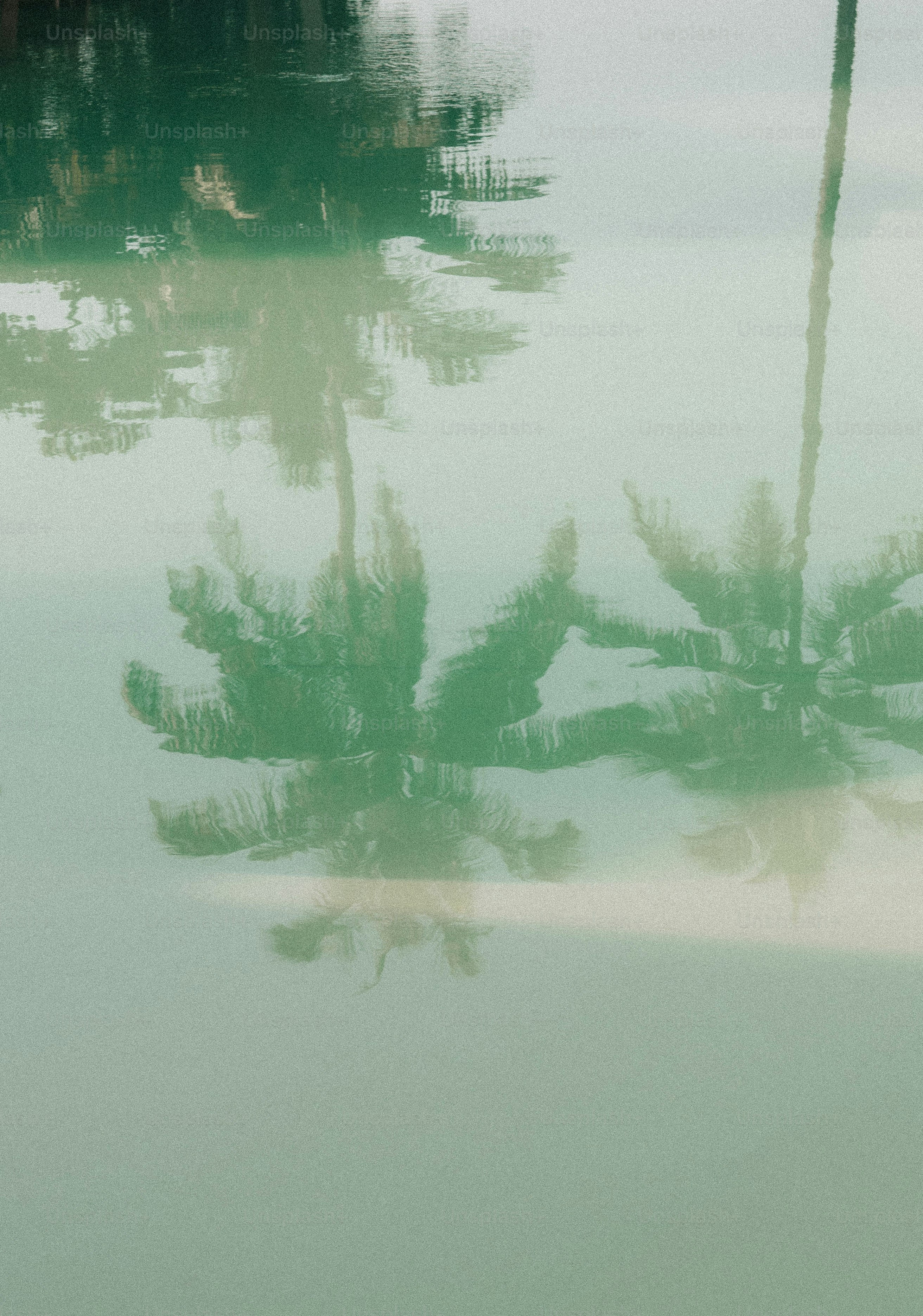 Reflection of palm trees in calm water
