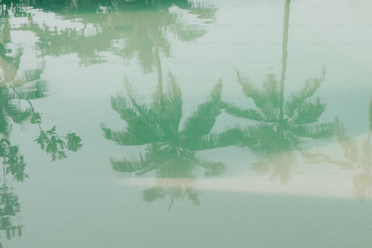 Palm trees reflected in calm water, biophilic atmospheric register