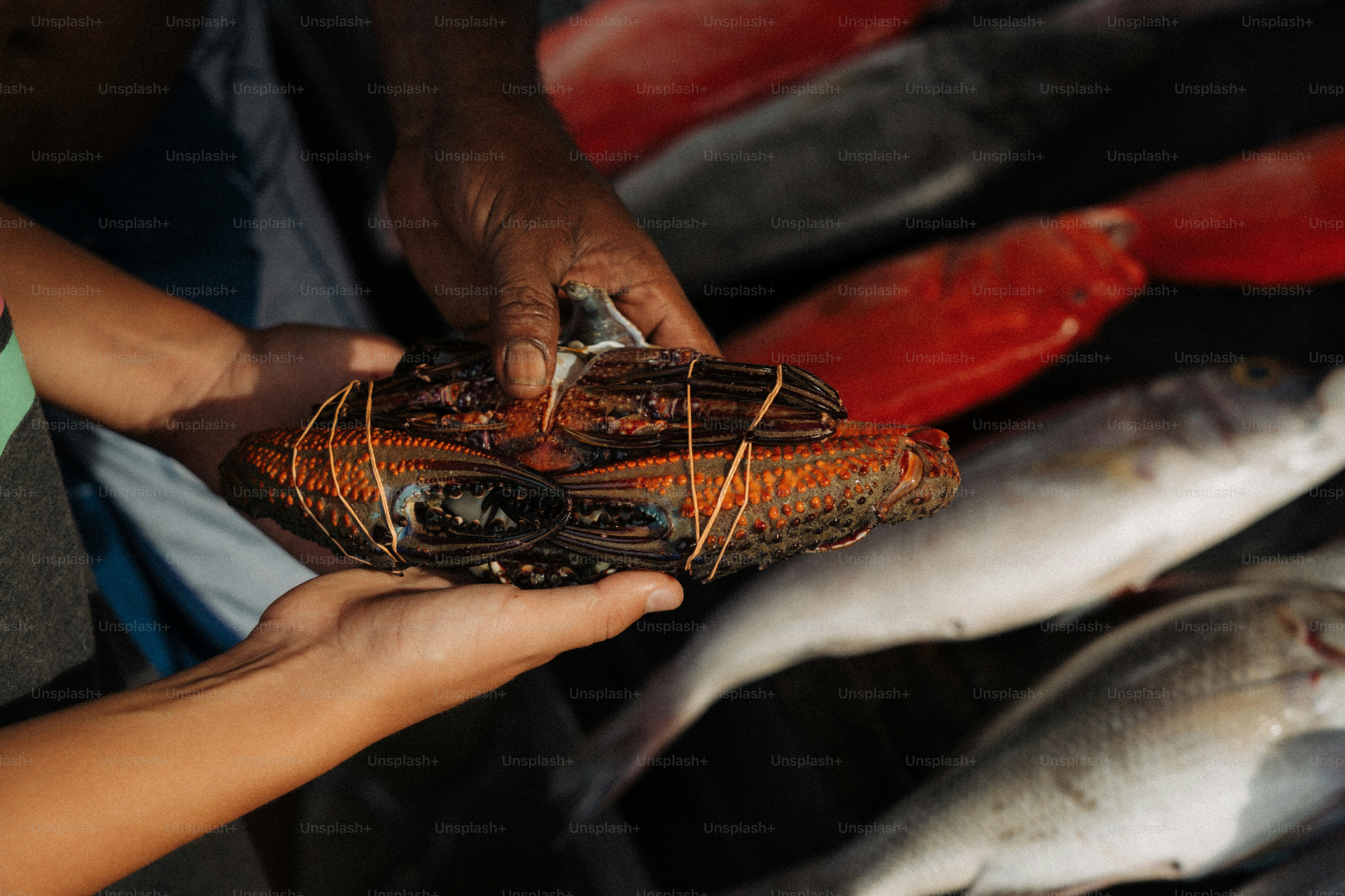 Hands holding a lobster tied with rubber bands.