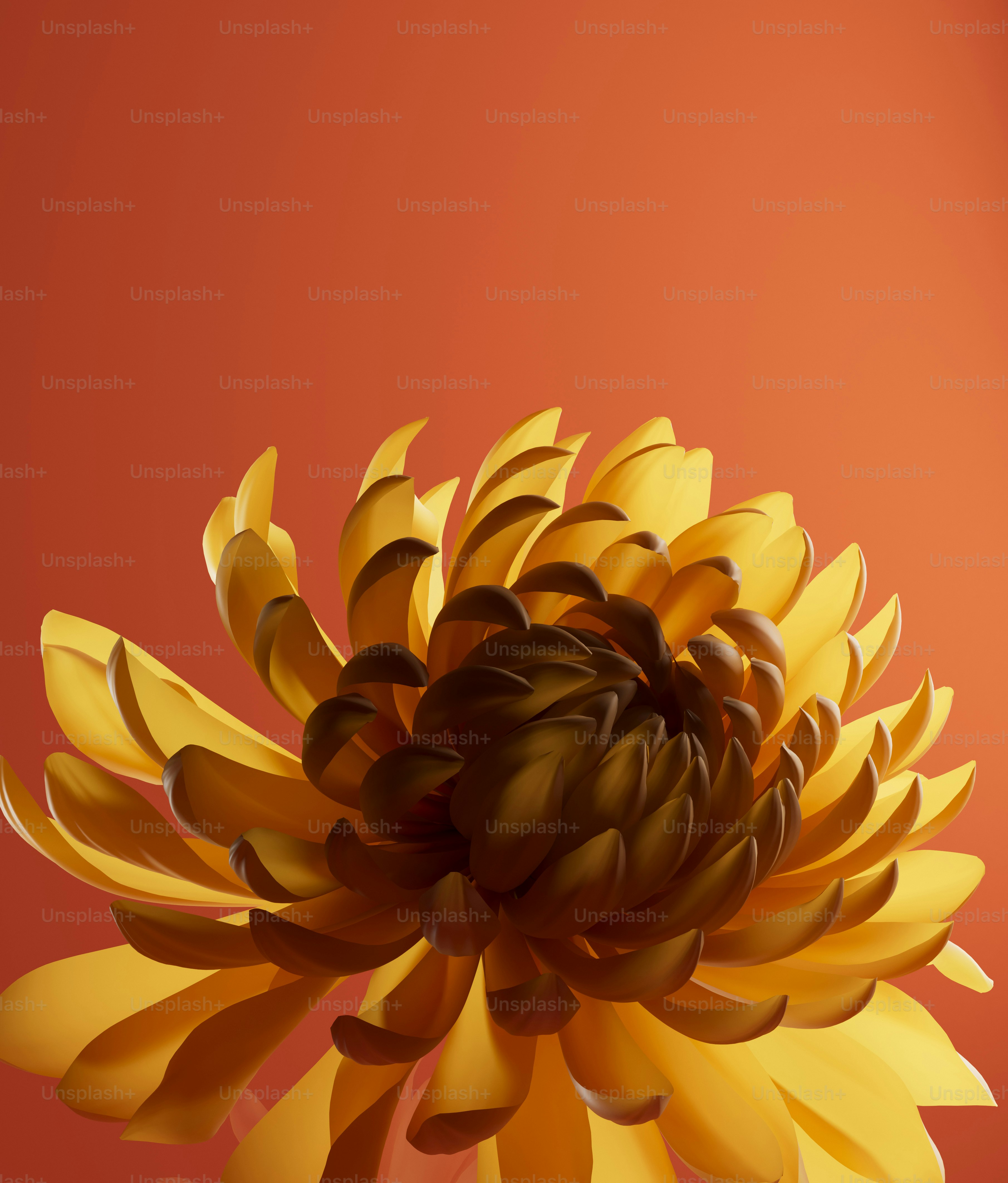 黄色い菊の花のクローズアップ。