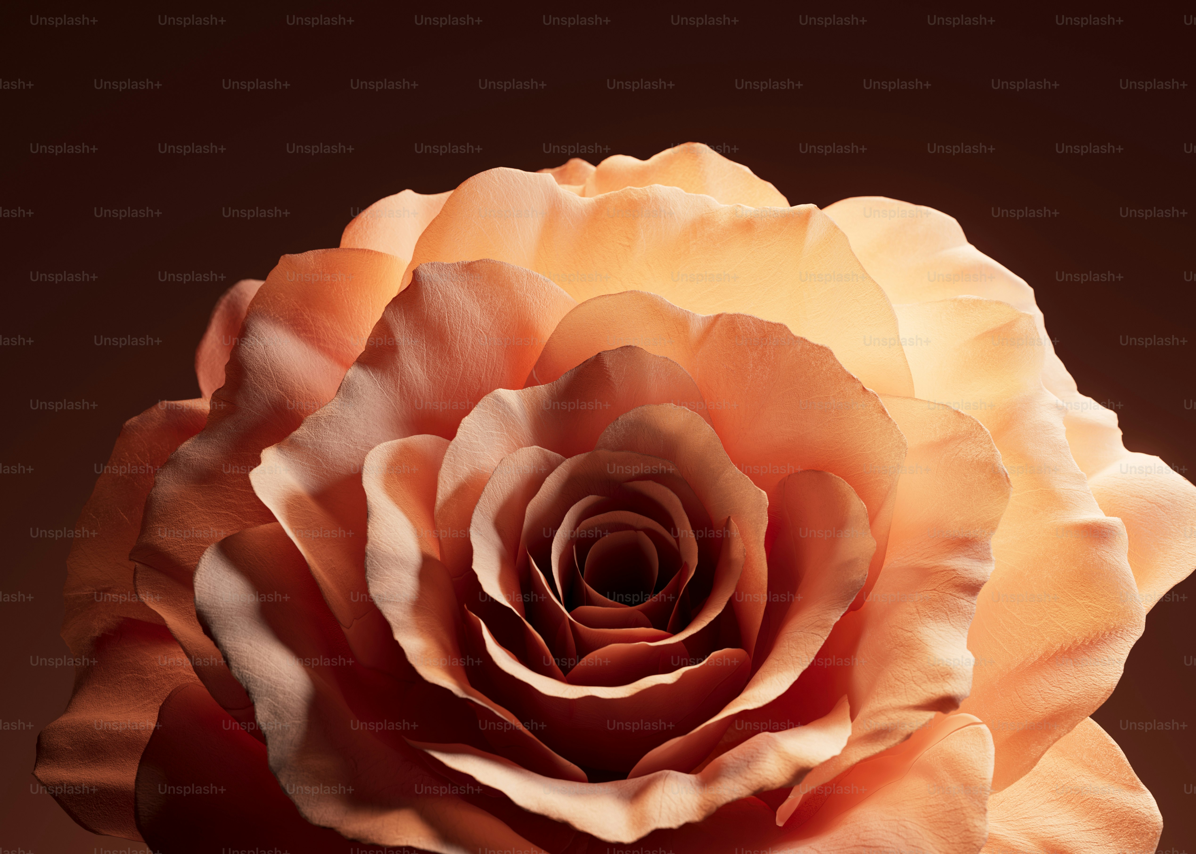 Close de uma delicada rosa pêssego com iluminação suave