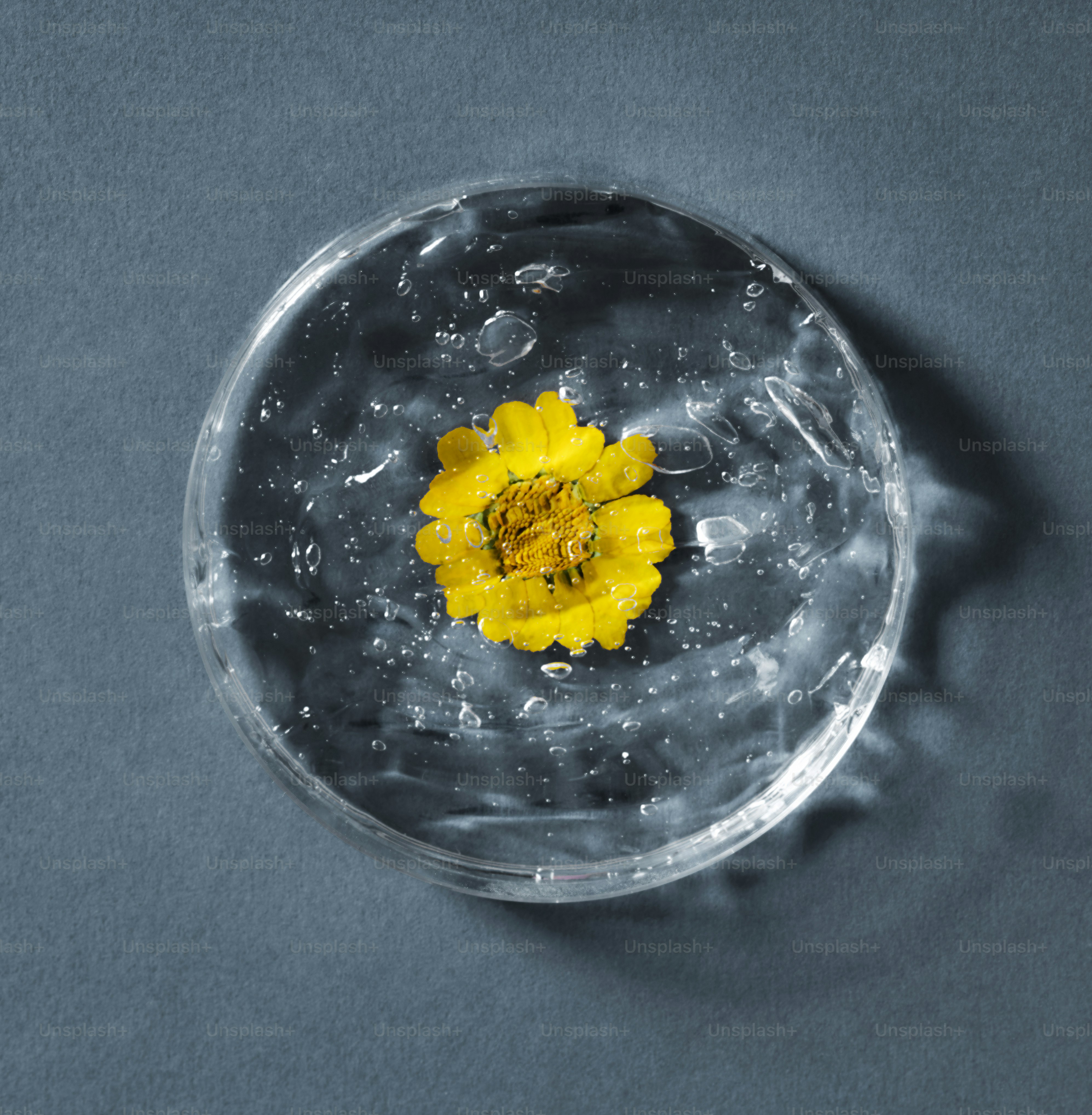 Yellow flower suspended in clear gel