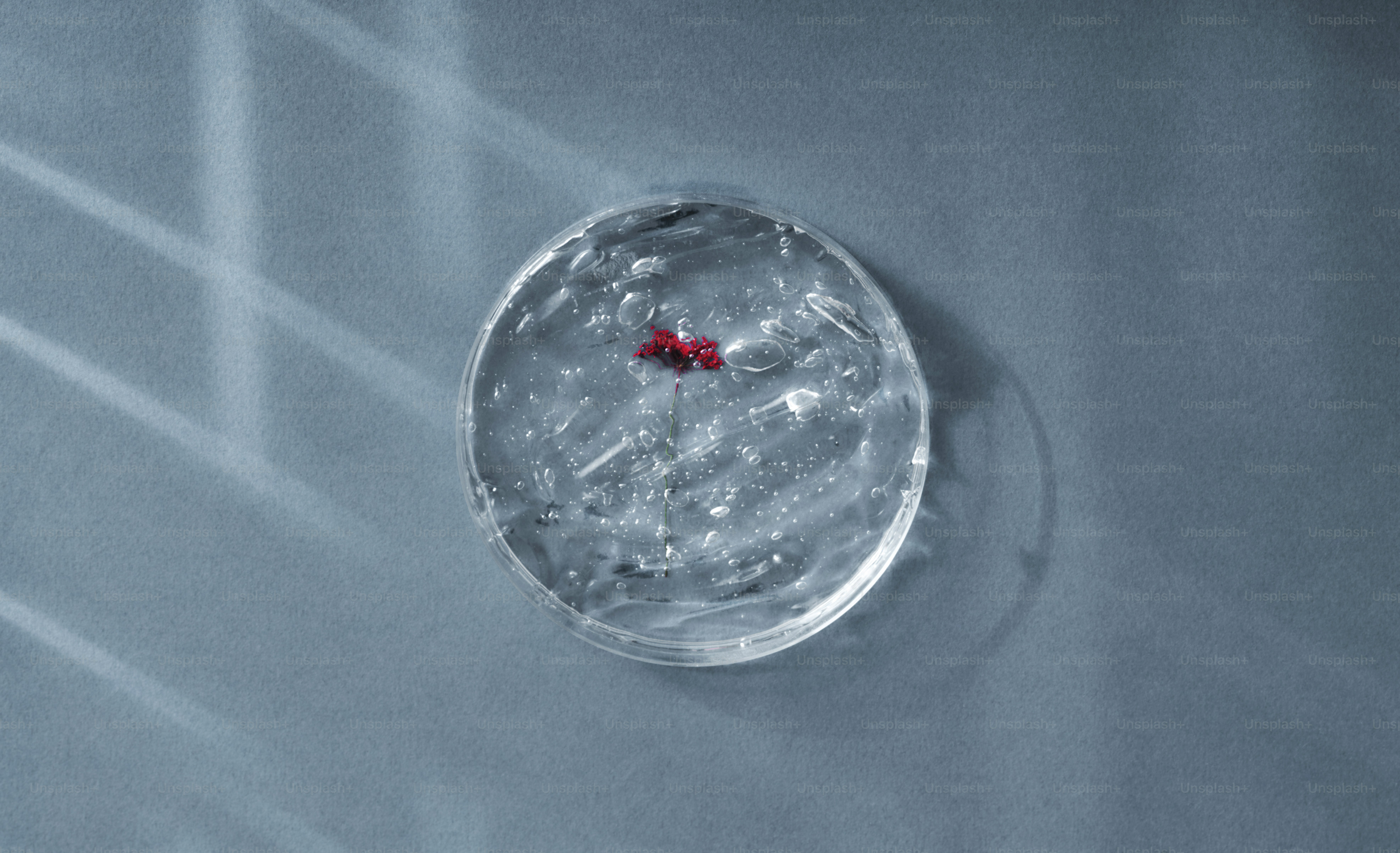 A single red bead in a petri dish