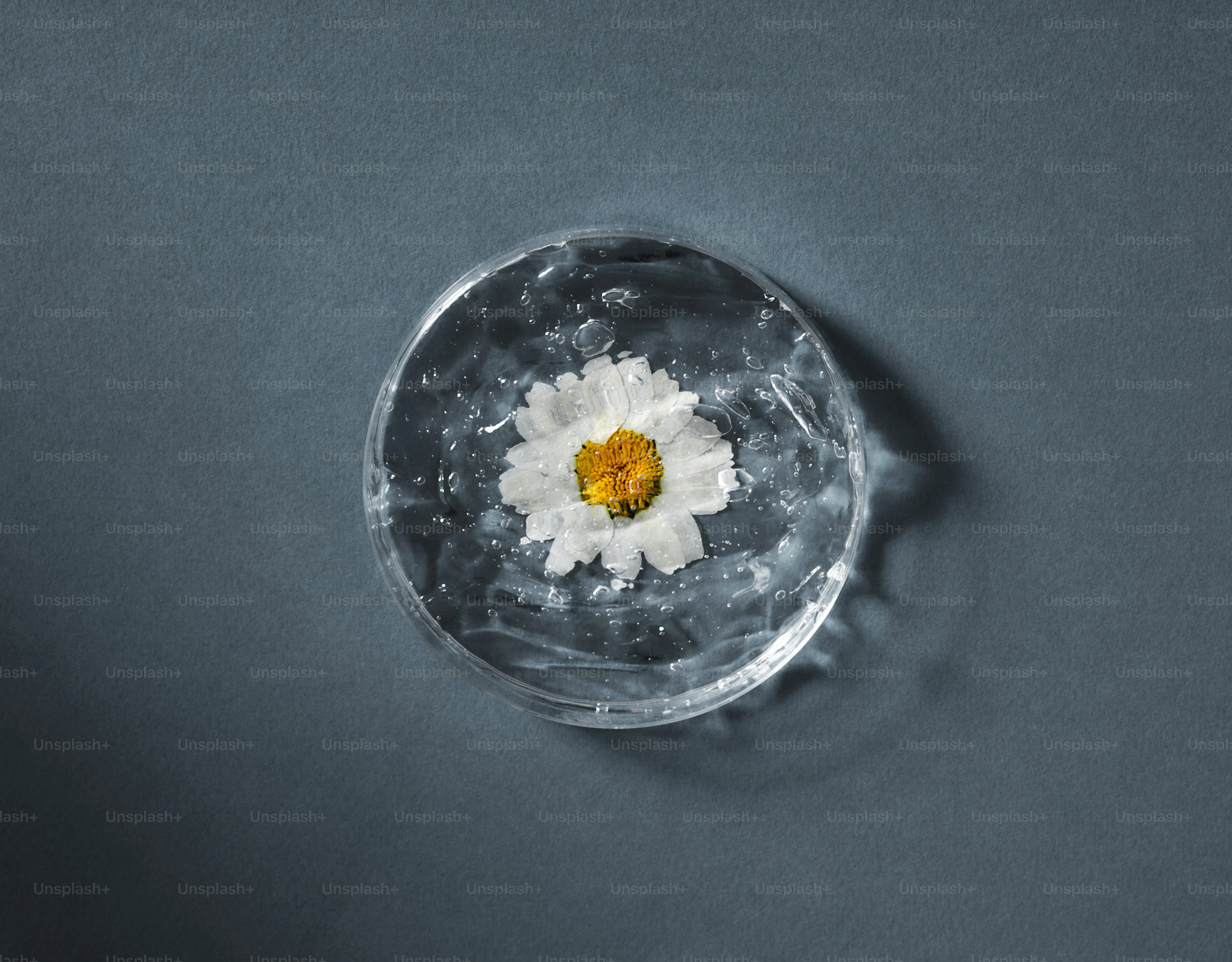 A white daisy floats in a clear liquid.