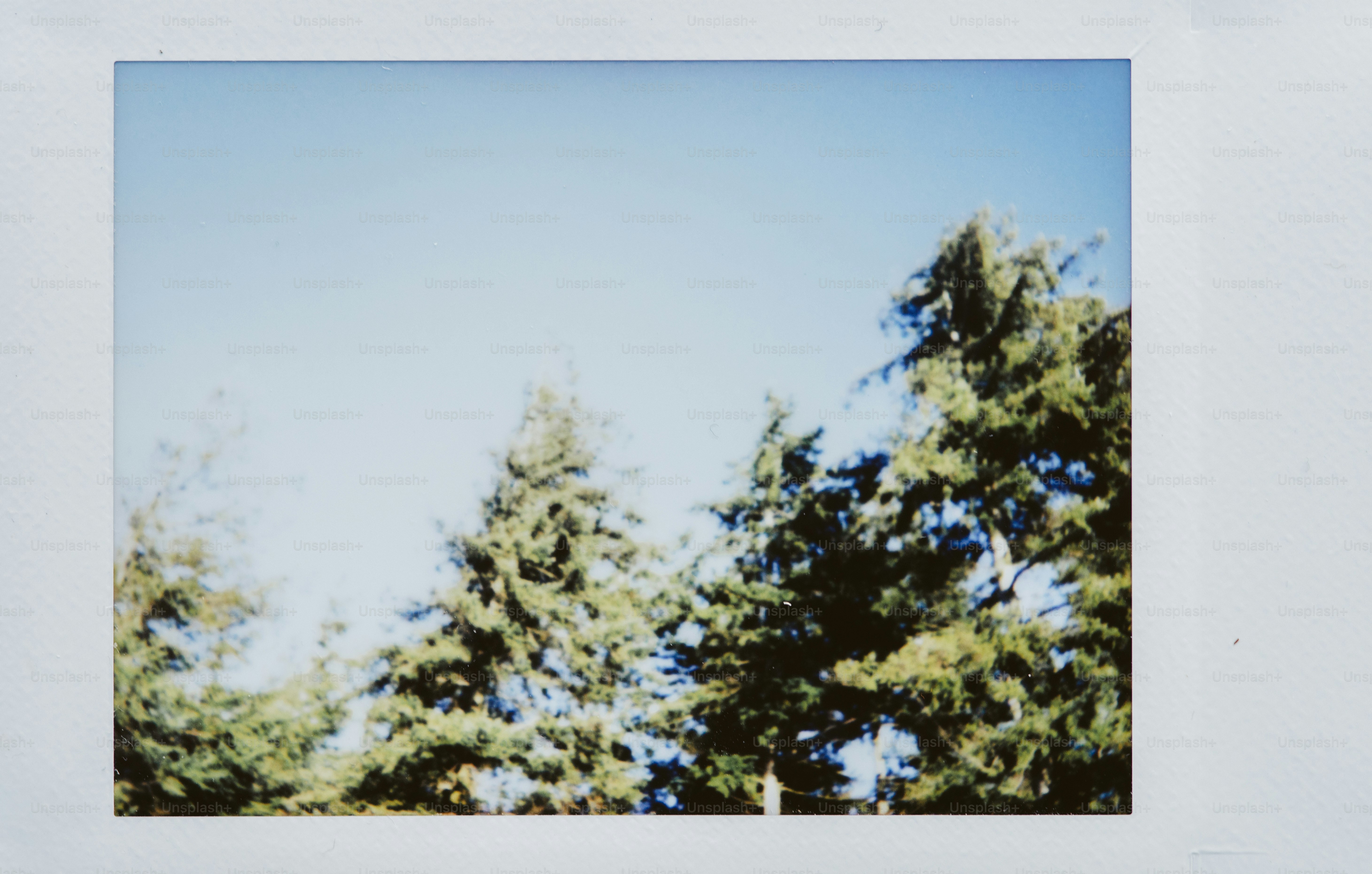 Tall evergreen trees against a clear blue sky photo – Image on Unsplash