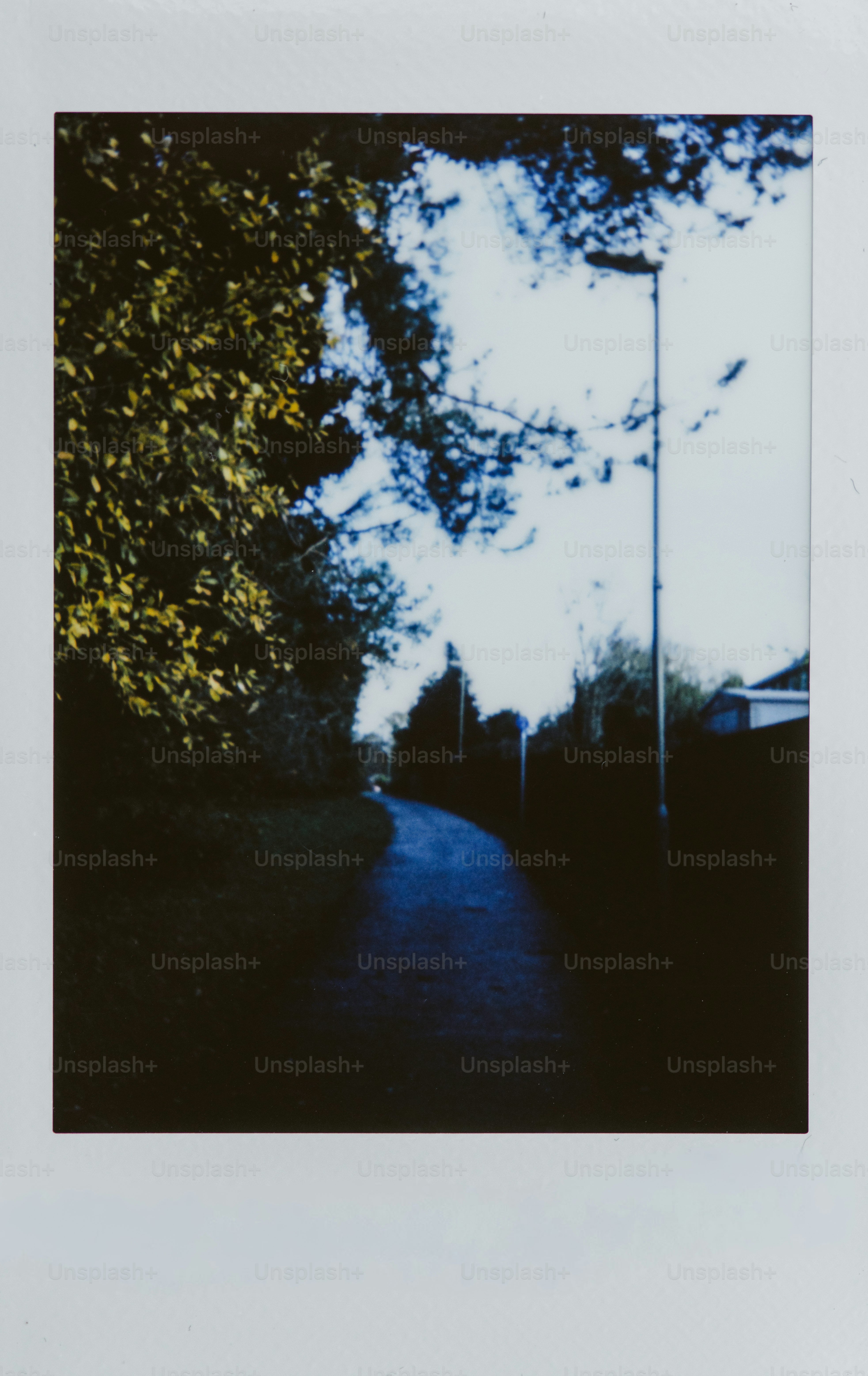 Jalan berliku melalui pepohonan di bawah langit mendung