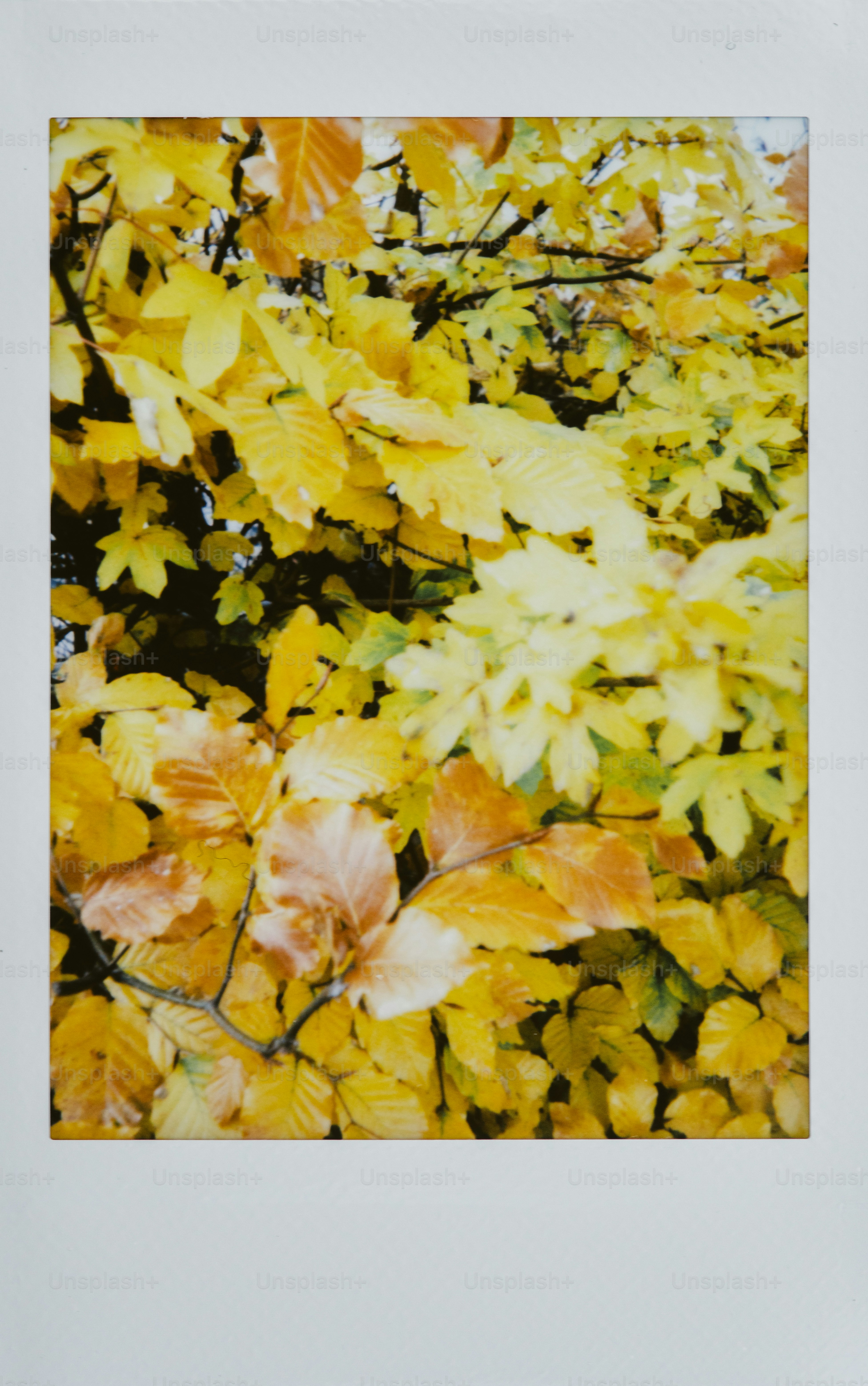 Autumn leaves in vibrant yellow and orange hues photo – Autumn Image on ...