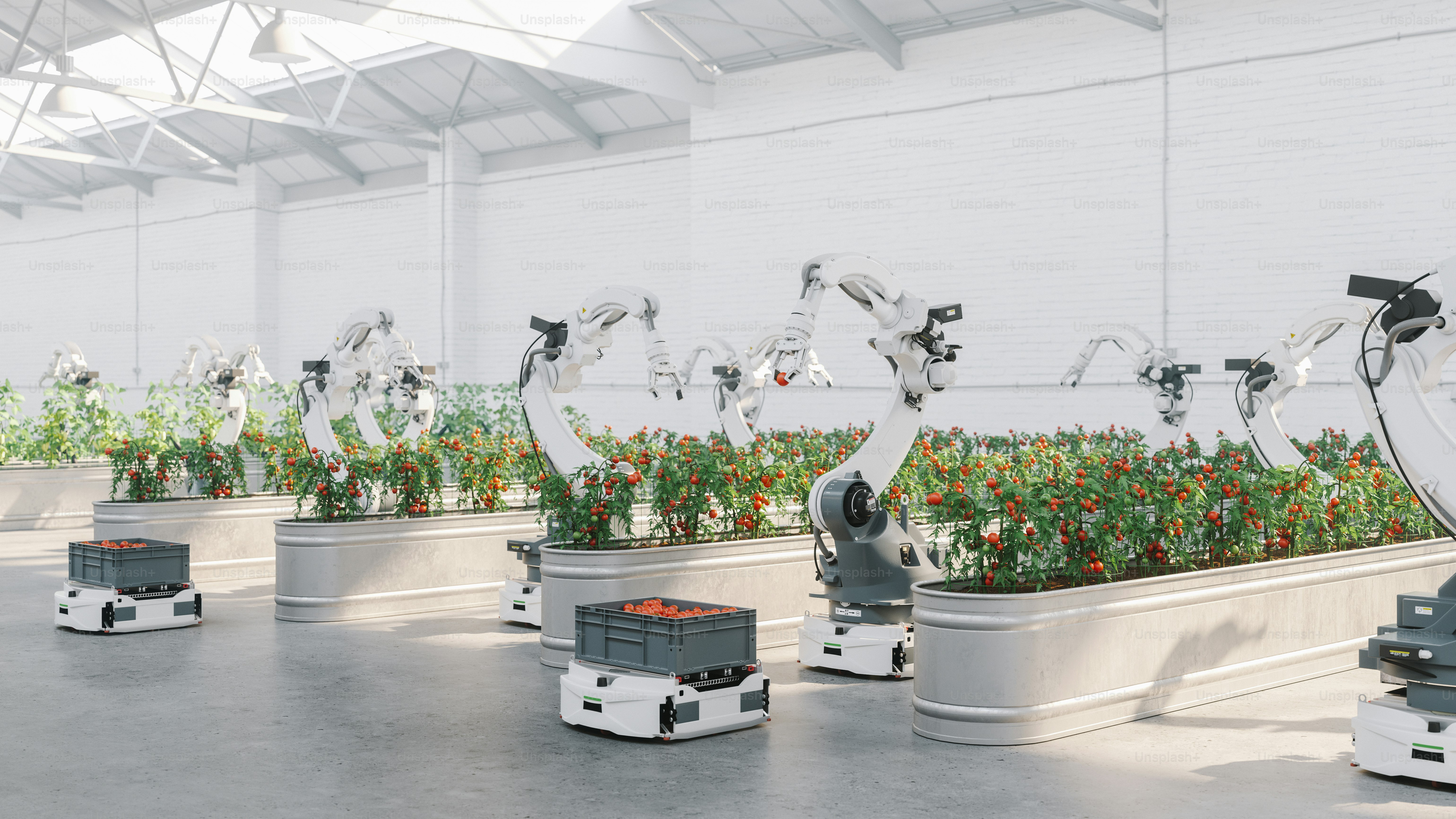 Robots harvesting vegetables in automated modern greenhouse.