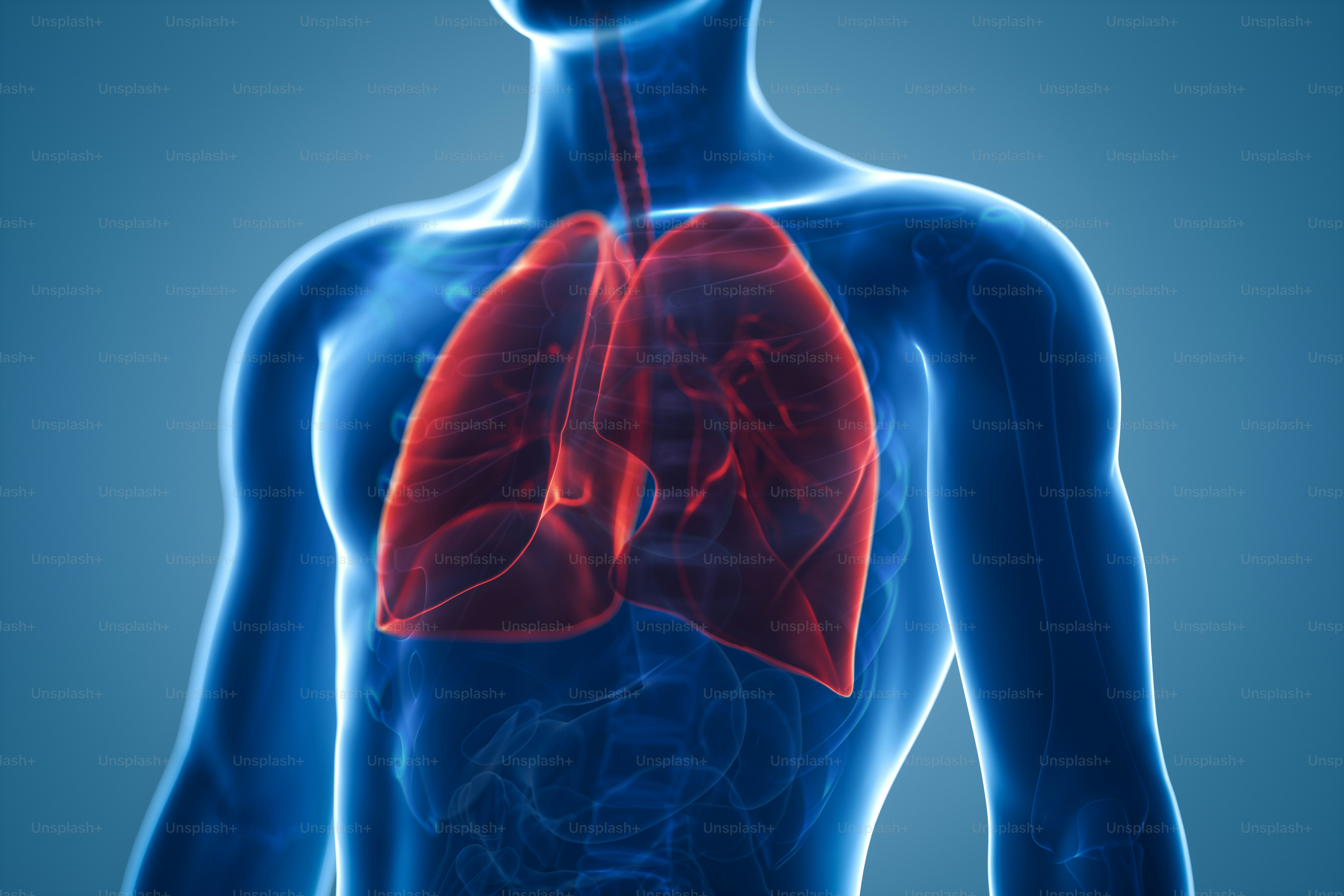 3D X-ray illustration of human lungs