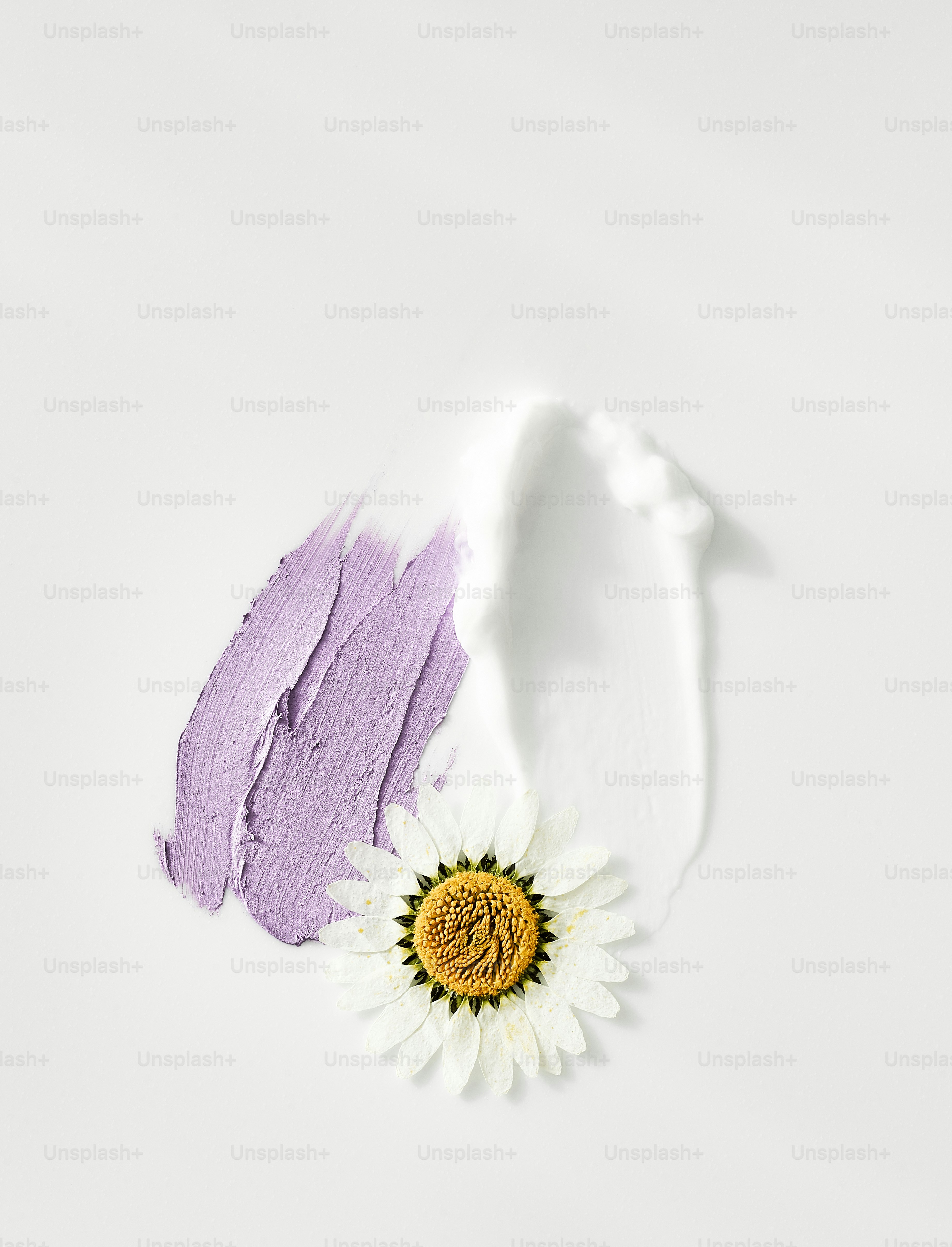 Purple and white cream swatches with daisy flower