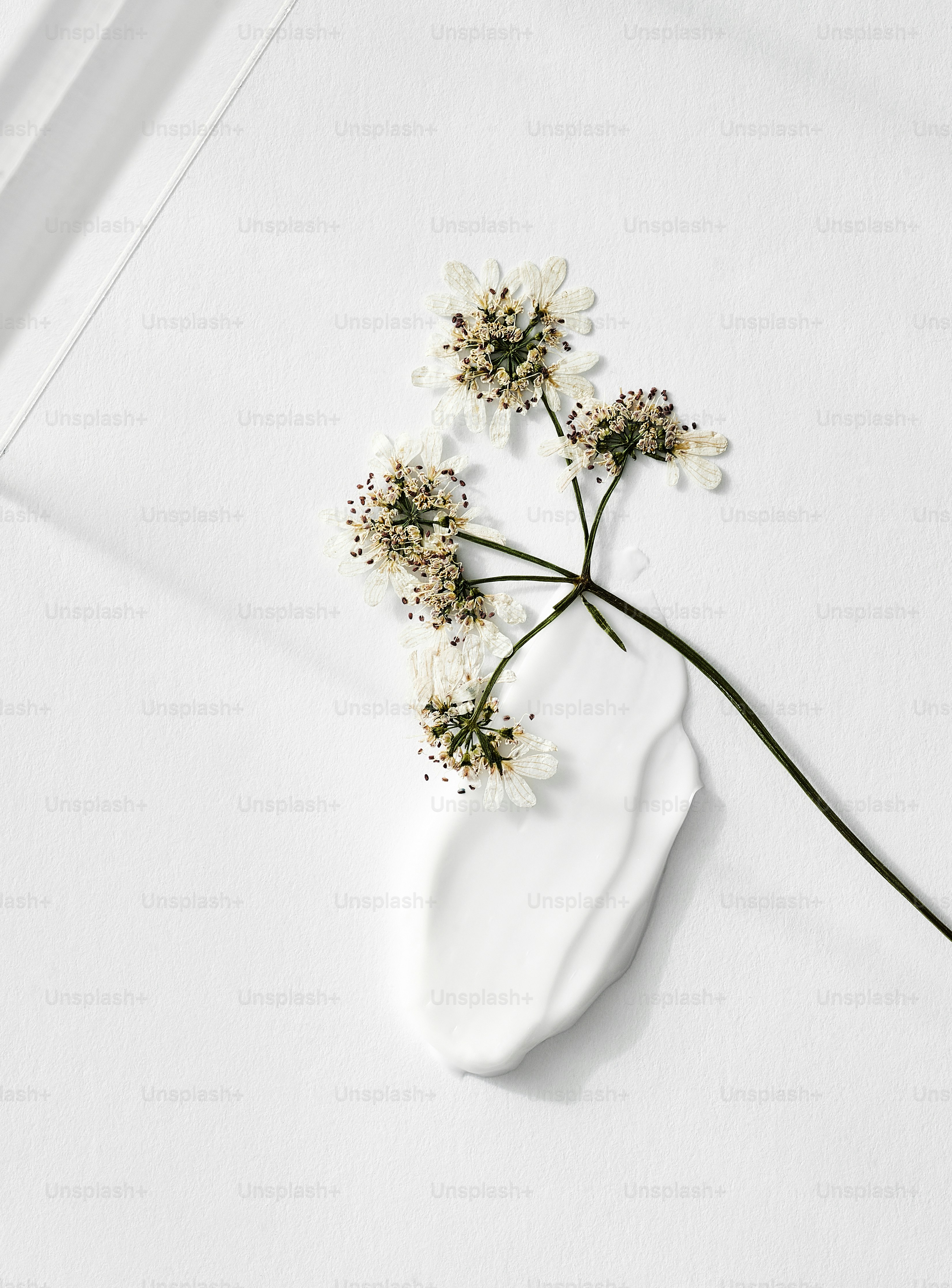 White cream swatch with delicate dried flower