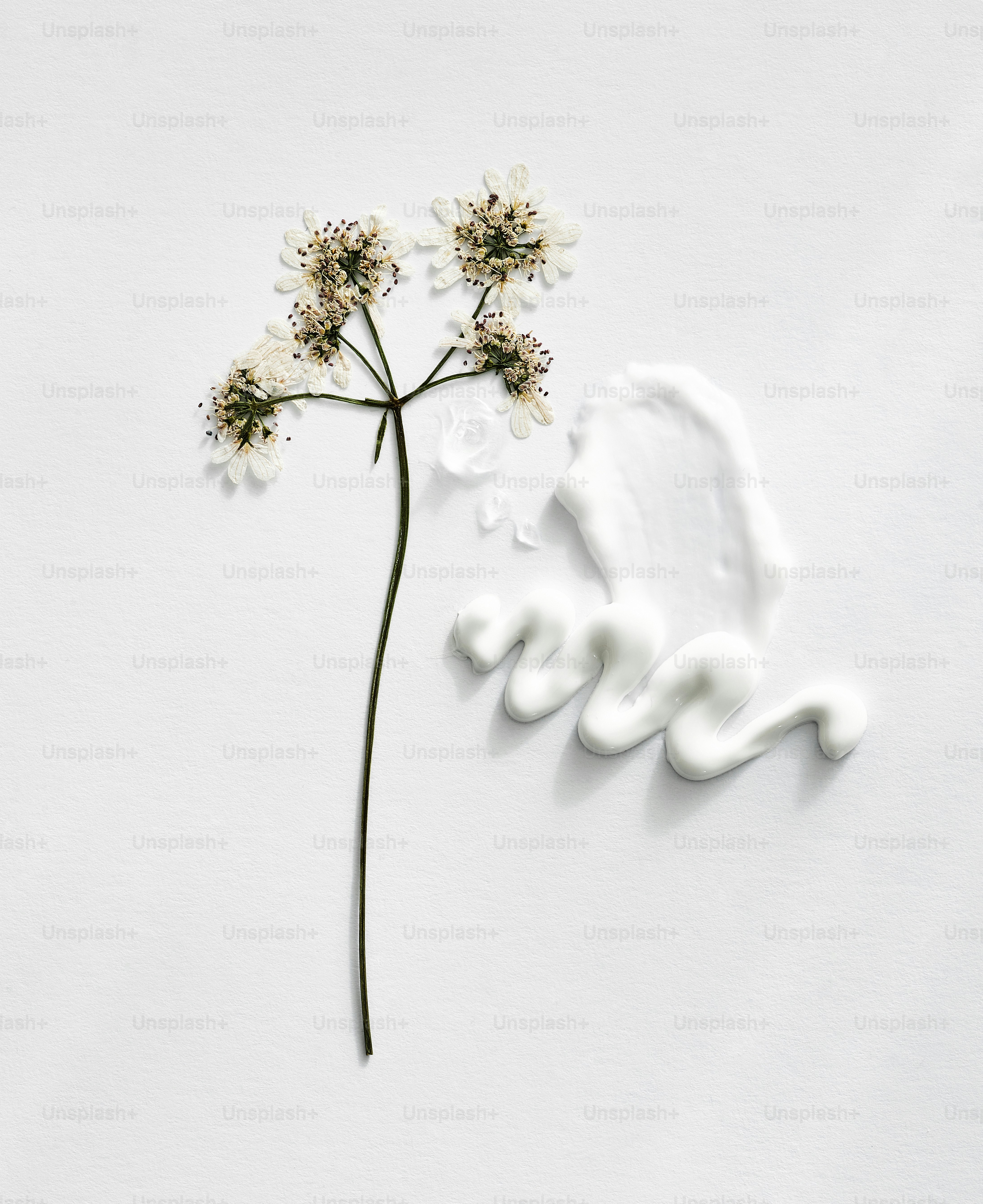 A delicate dried flower with white cream on white background