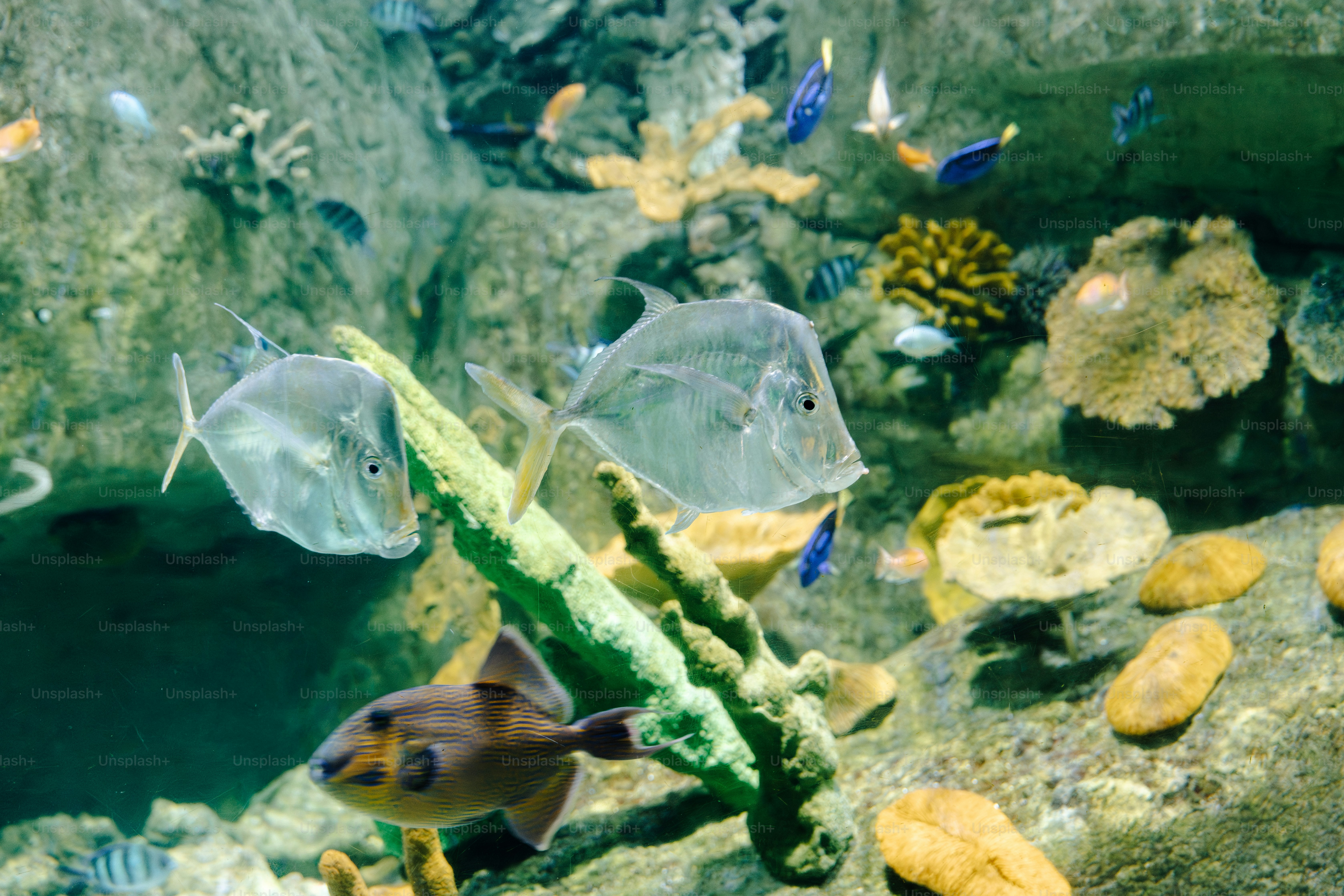 premium_photo-1764859473936-892dba8640ce?ixid=M3wxMjA3fDB8MXxzZWFyY2h8OXx8Y2FsY3VsYXRlJTIwd2F0ZXIlMjB2b2x1bWUlMjBpbiUyMGFxdWFyaXVtfGVufDB8fHx8MTc3Mjk3NDEwMnww\u0026ixlib=rb-4.1.0