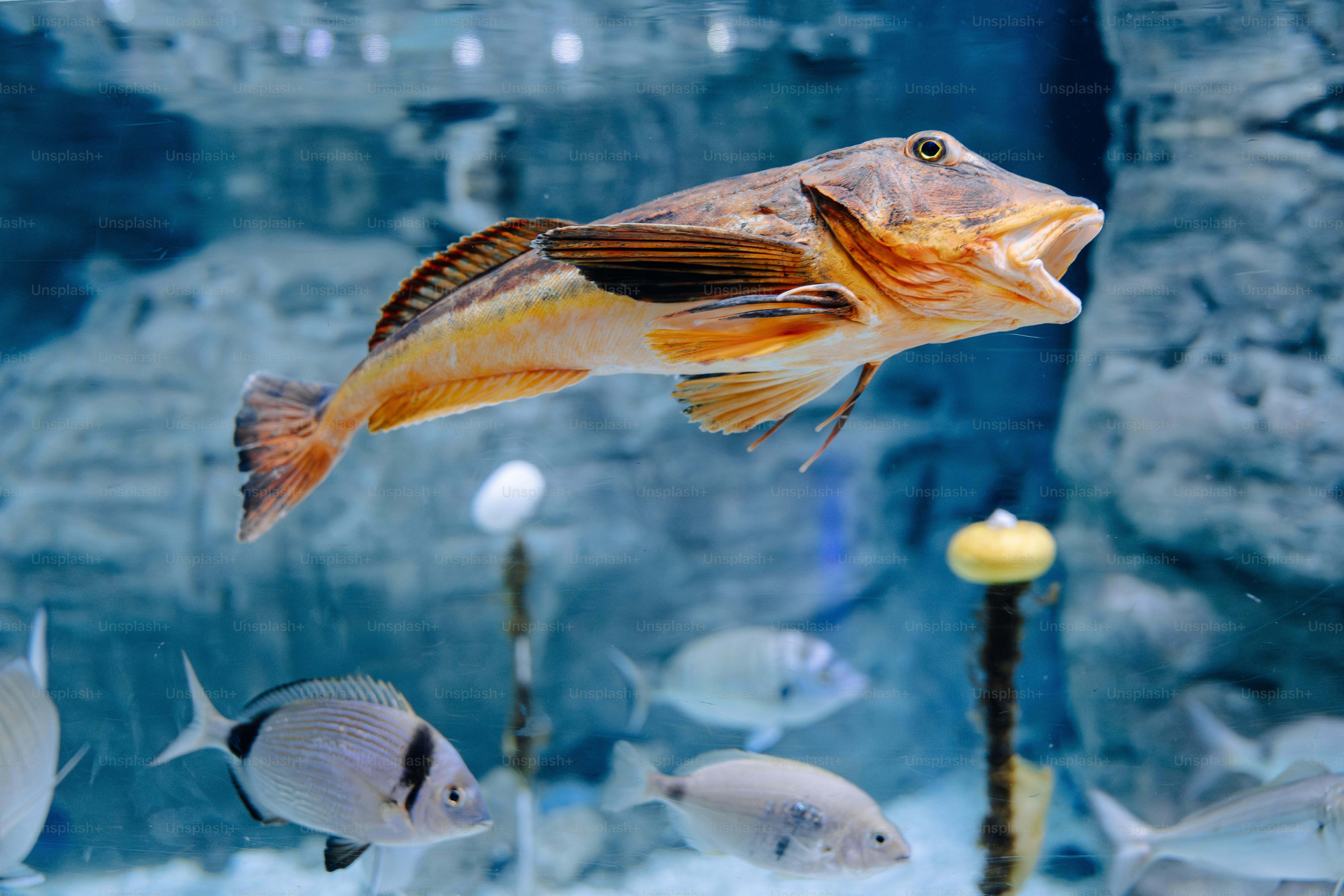A strange looking fish swims in the blue water.