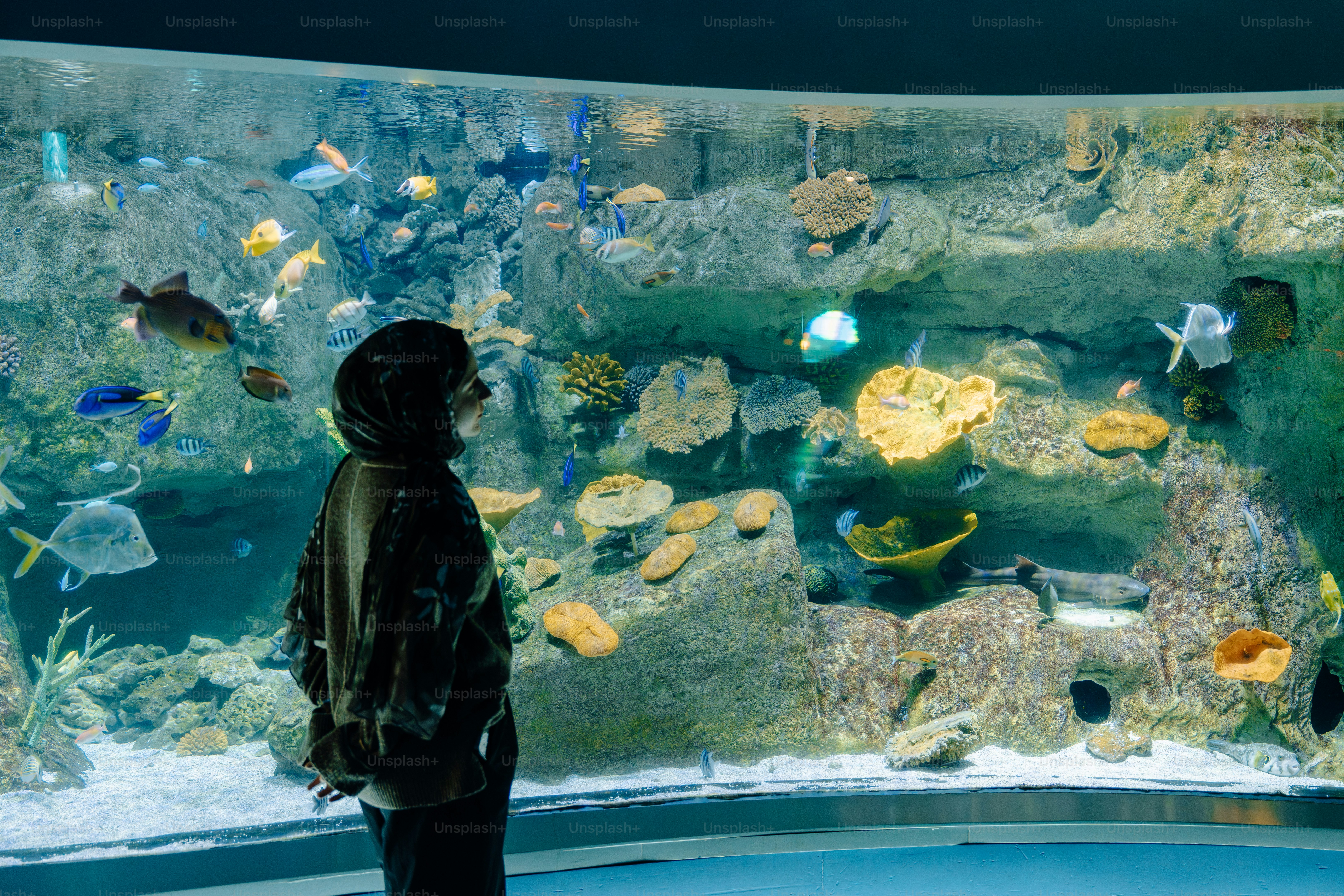 Person looking at fish in a large aquarium tank.