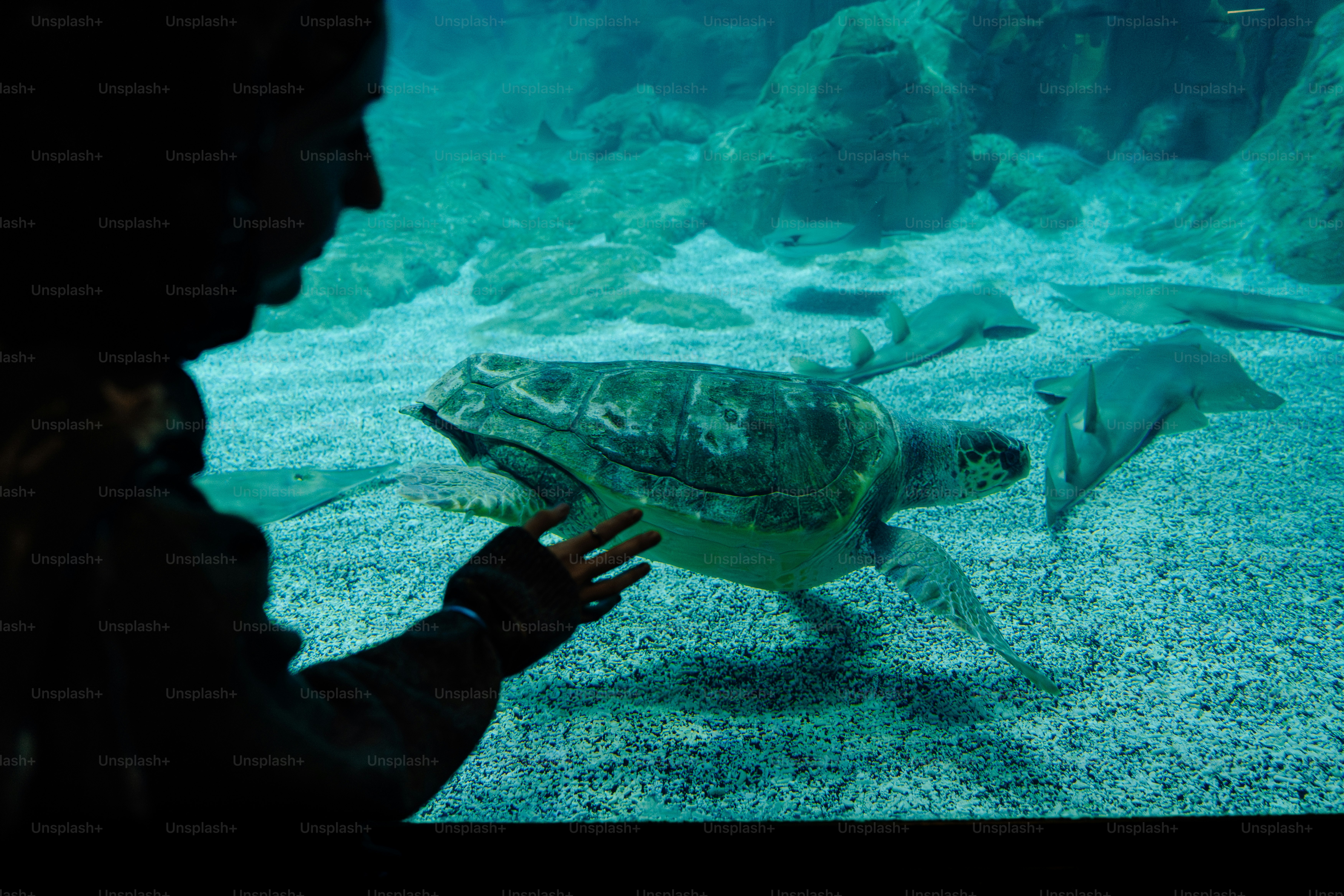 Person looking at sea turtle in aquarium