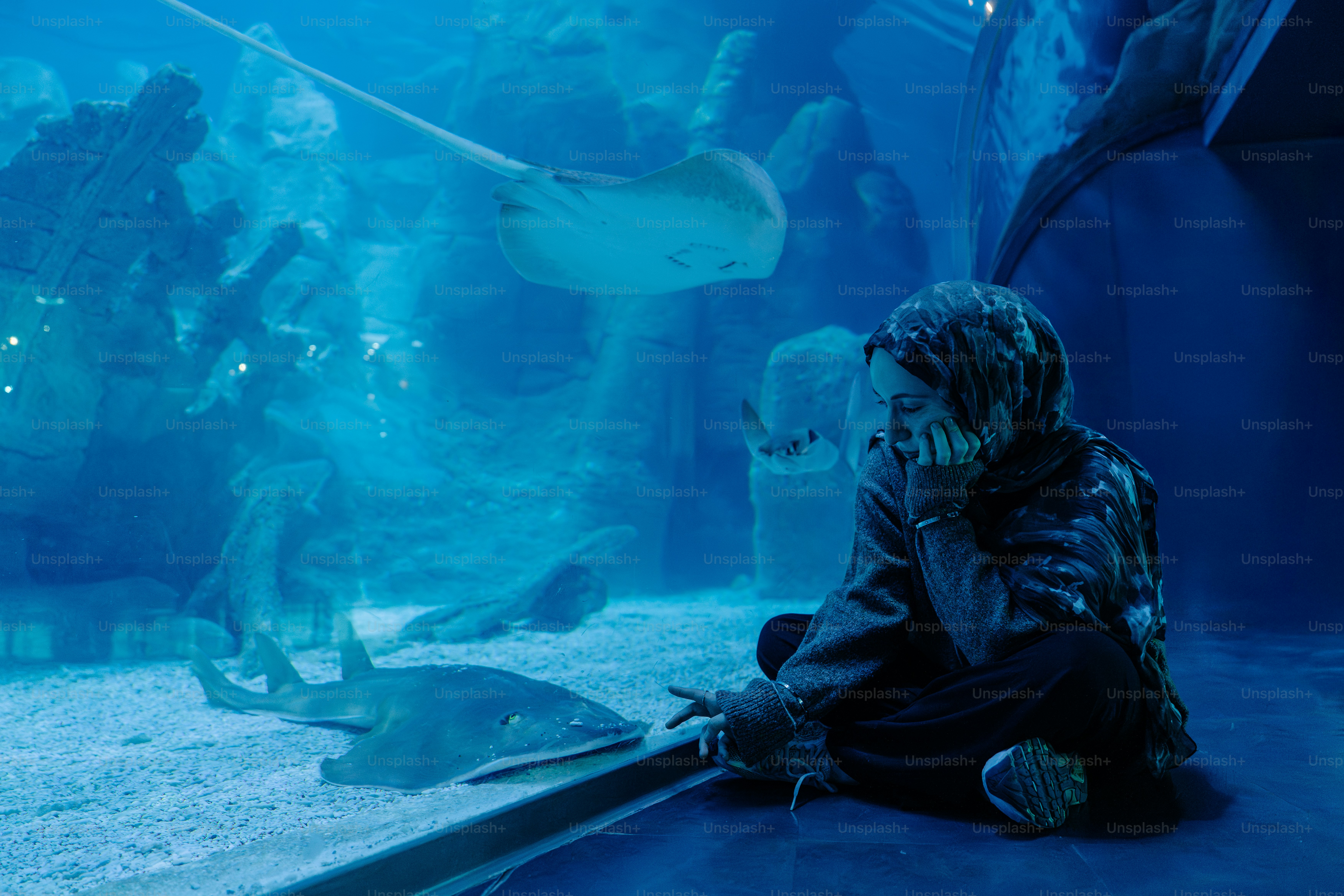 Anak menonton ikan pari dan hiu di akuarium