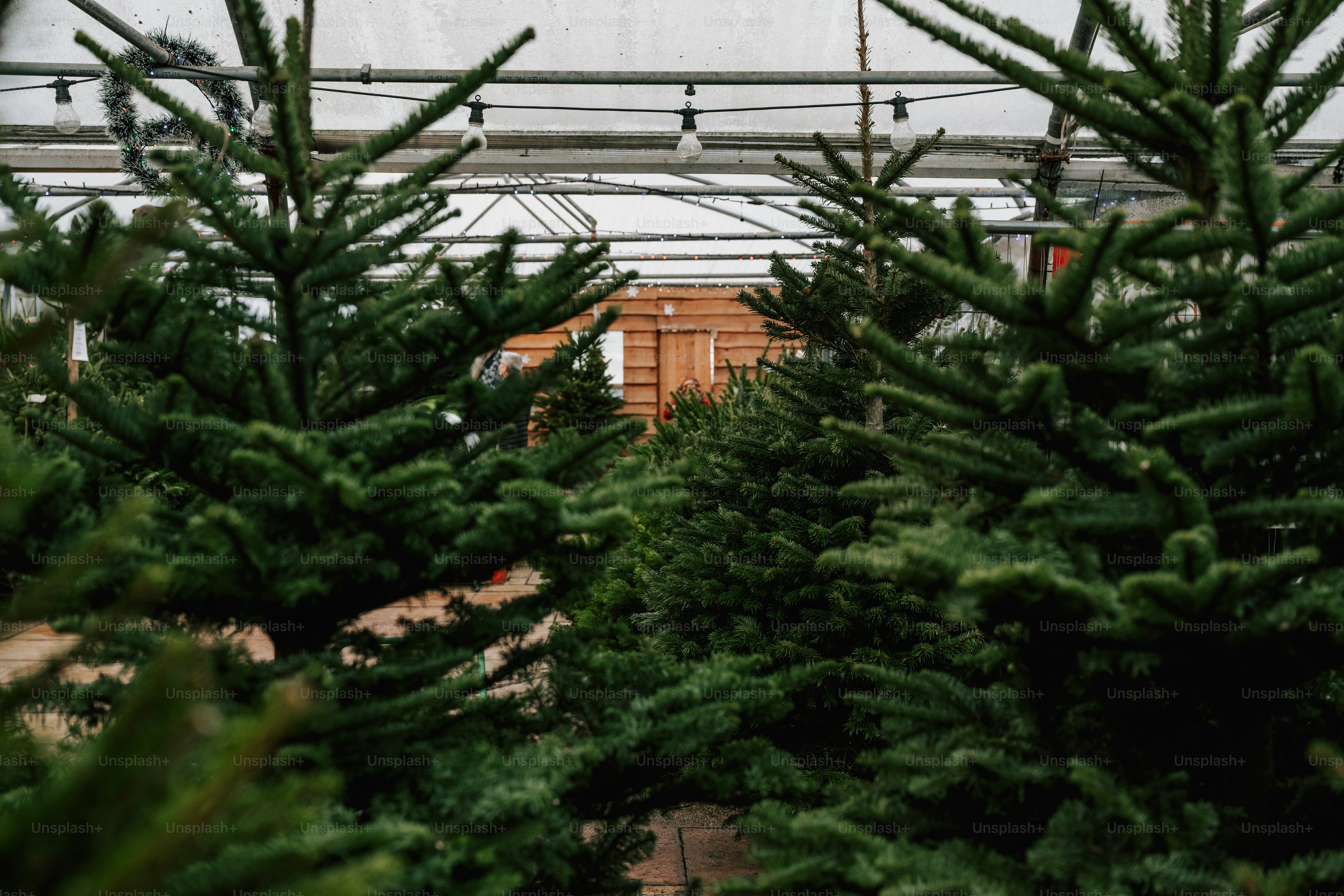Rows of green fir trees in a greenhouse.