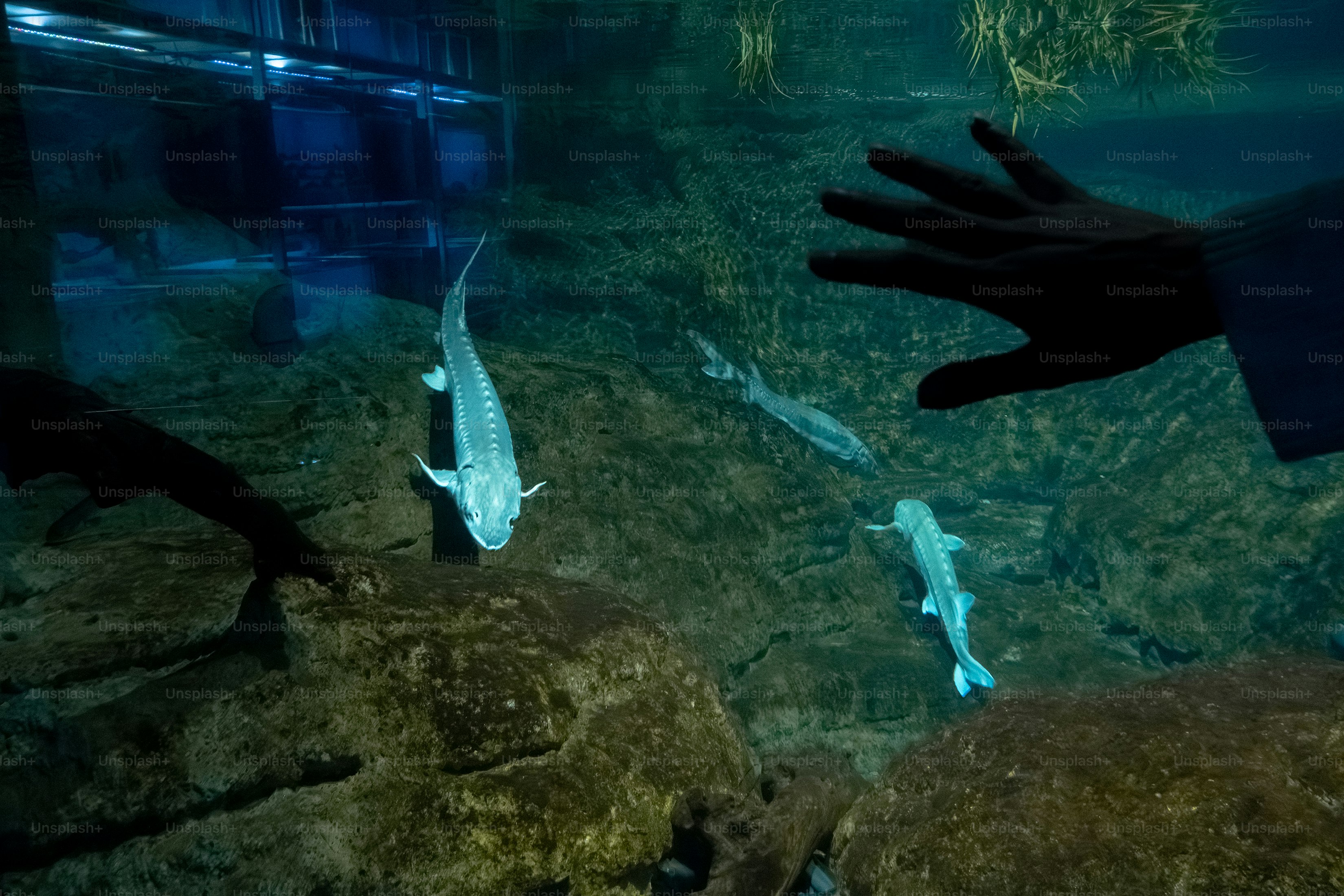 Fish swimming in an aquarium with a hand reaching out.
