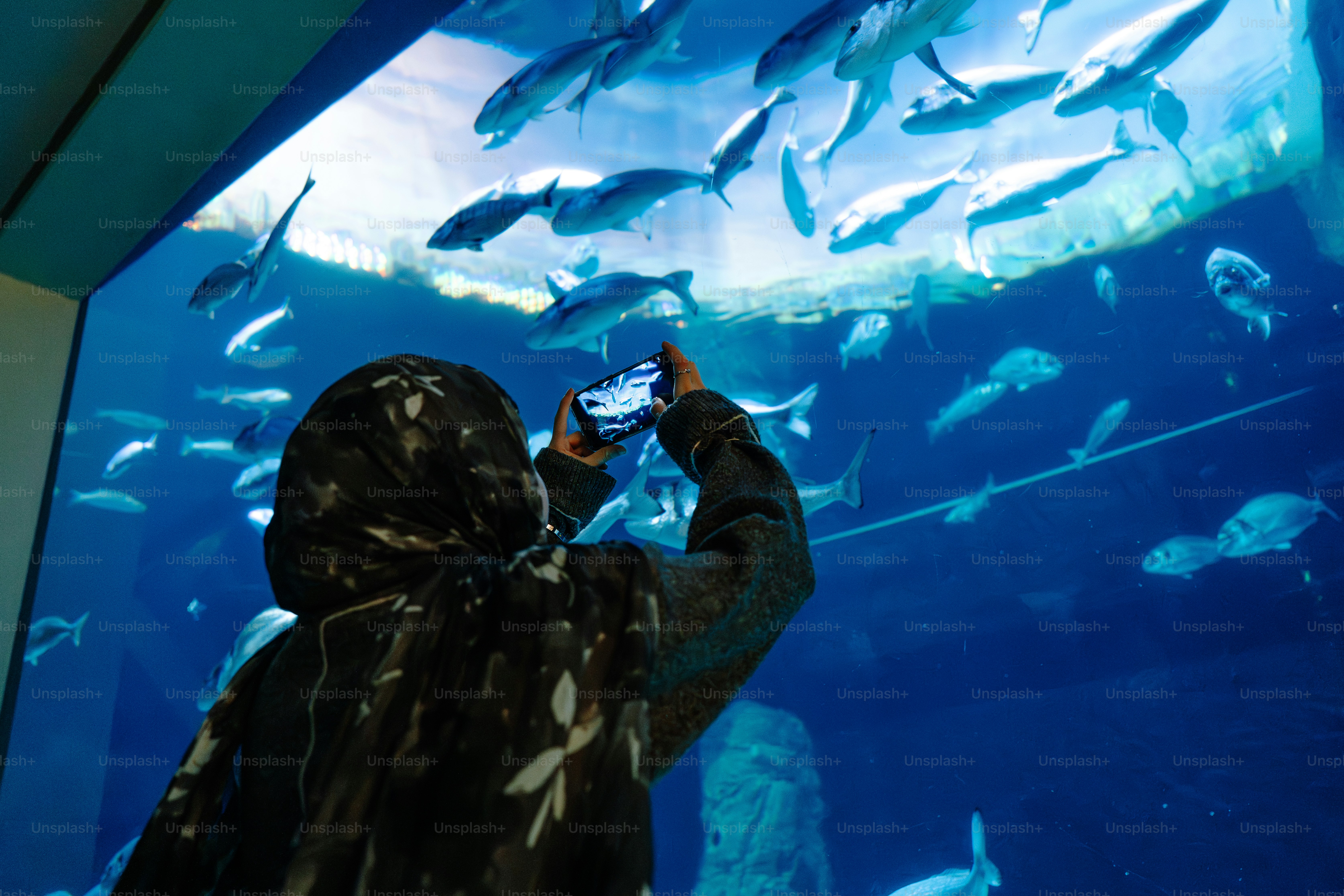 水槽で魚の写真を撮っている人