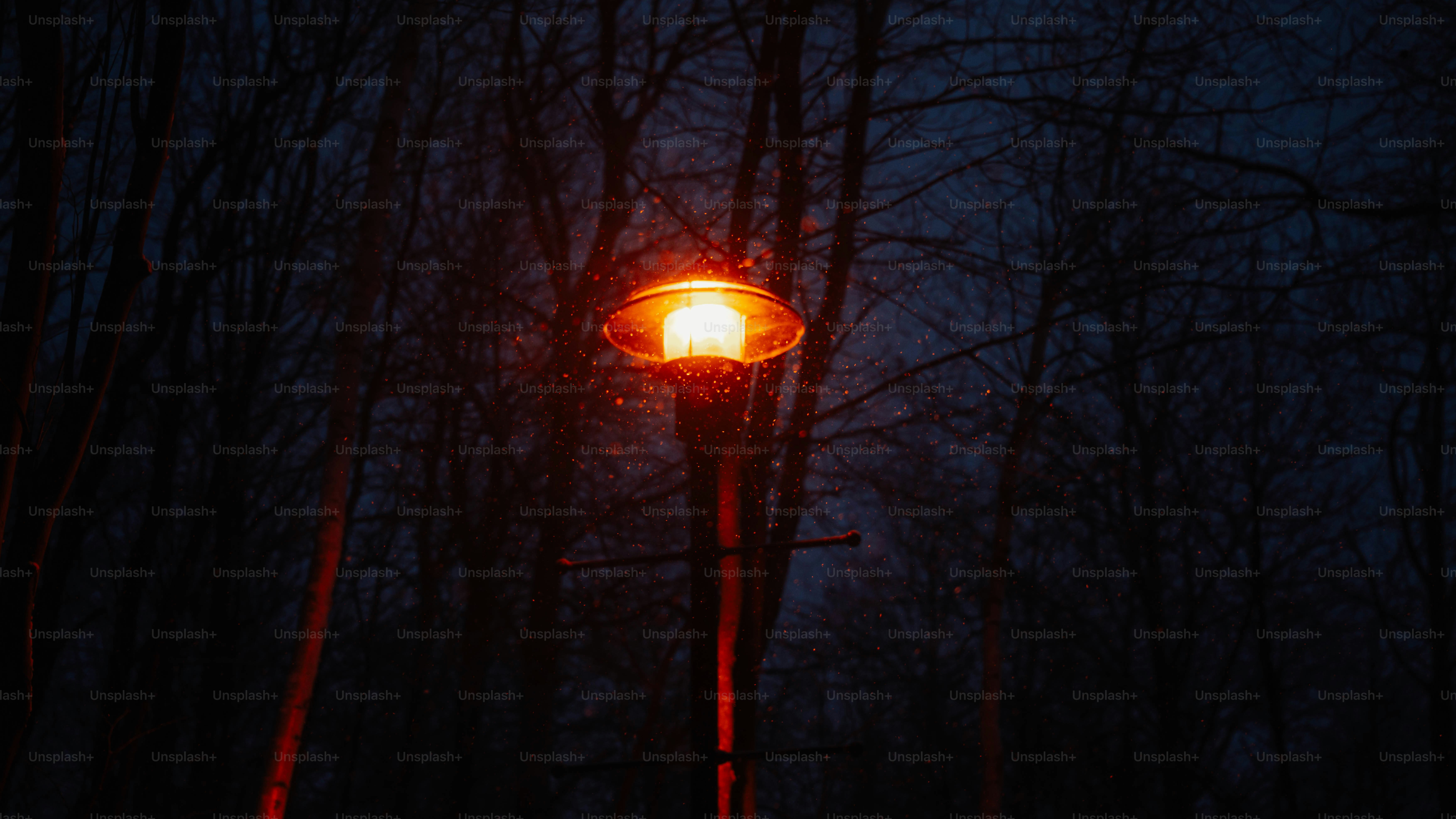 A lone street lamp glows in the dark forest