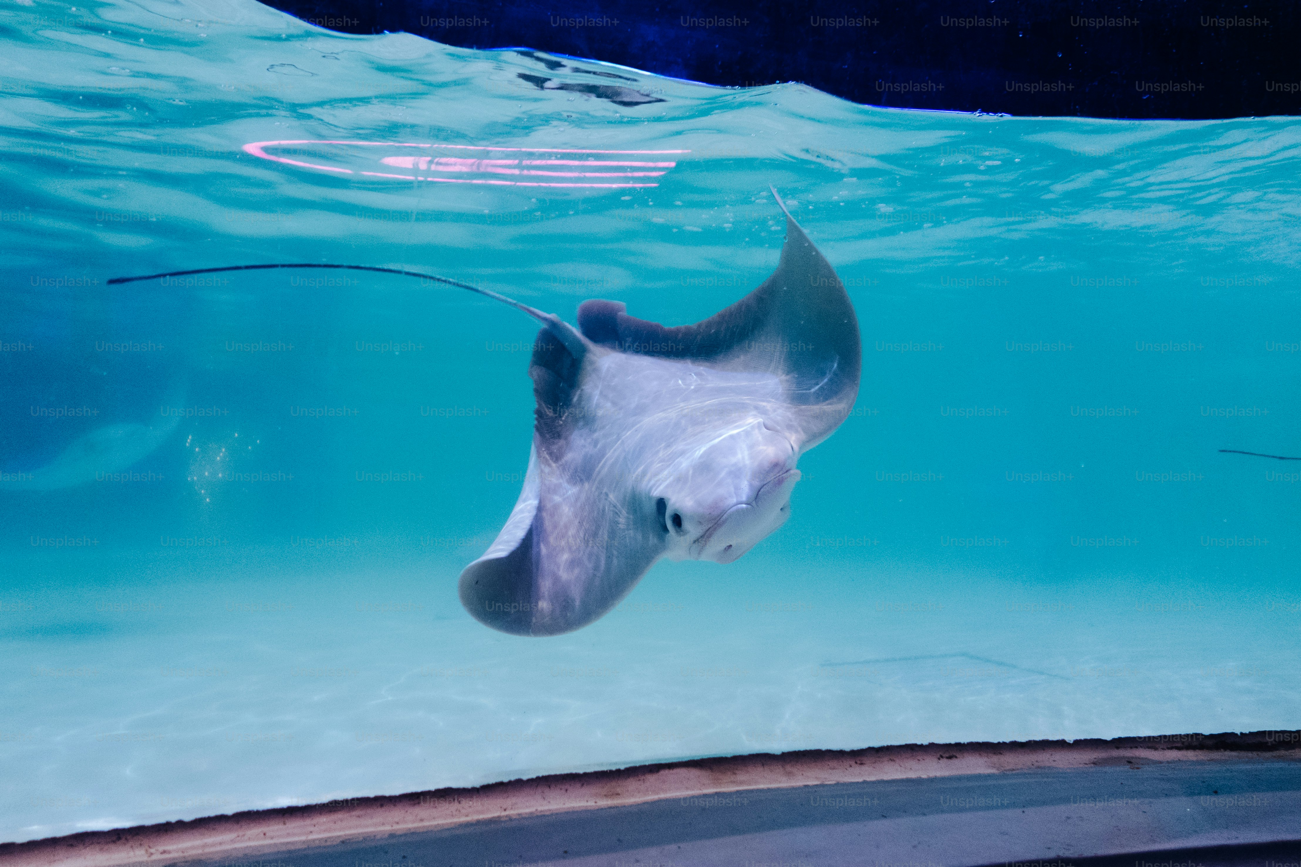 A stingray swims gracefully underwater in clear blue water.
