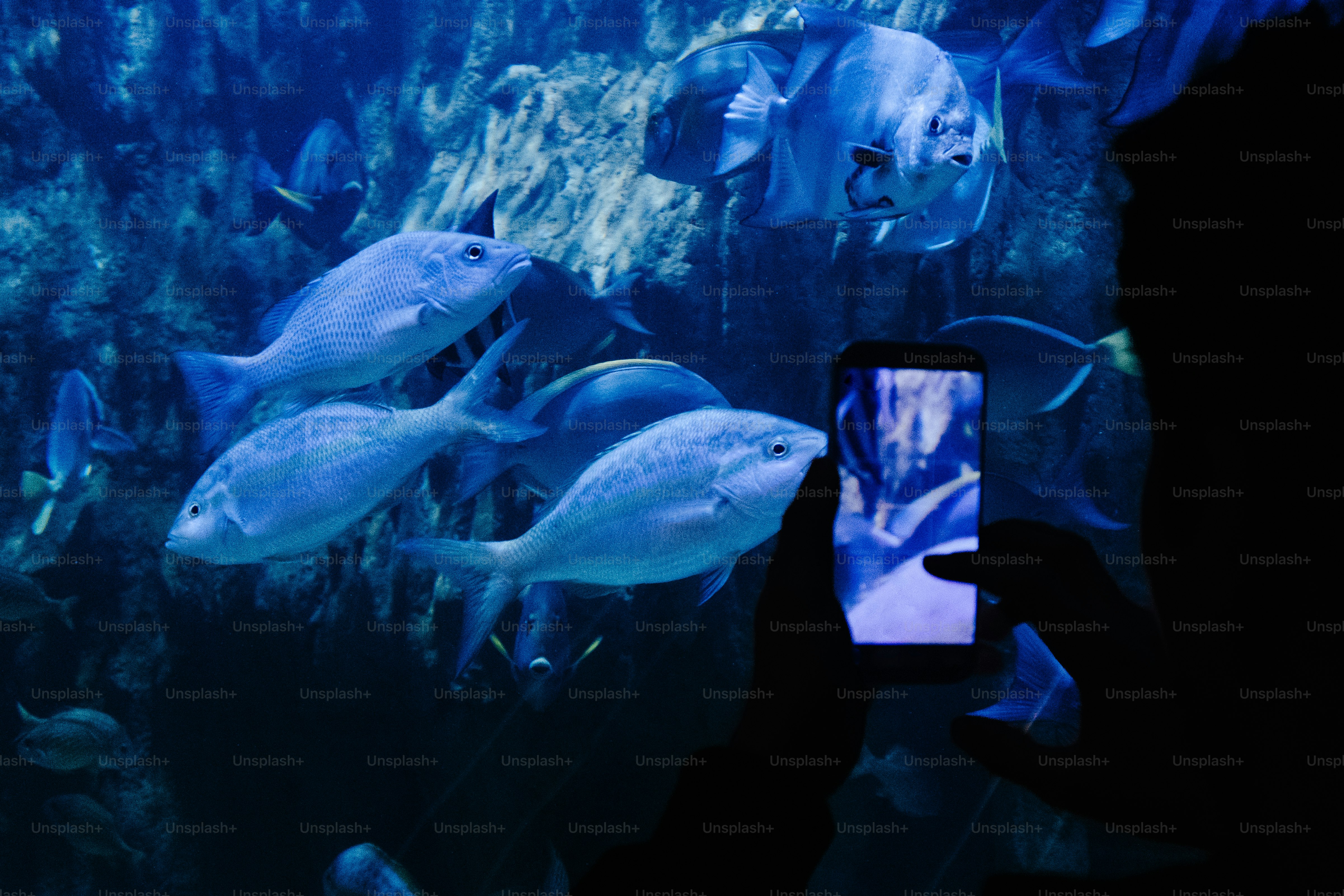 Orang memfilmkan ikan di akuarium biru tua.