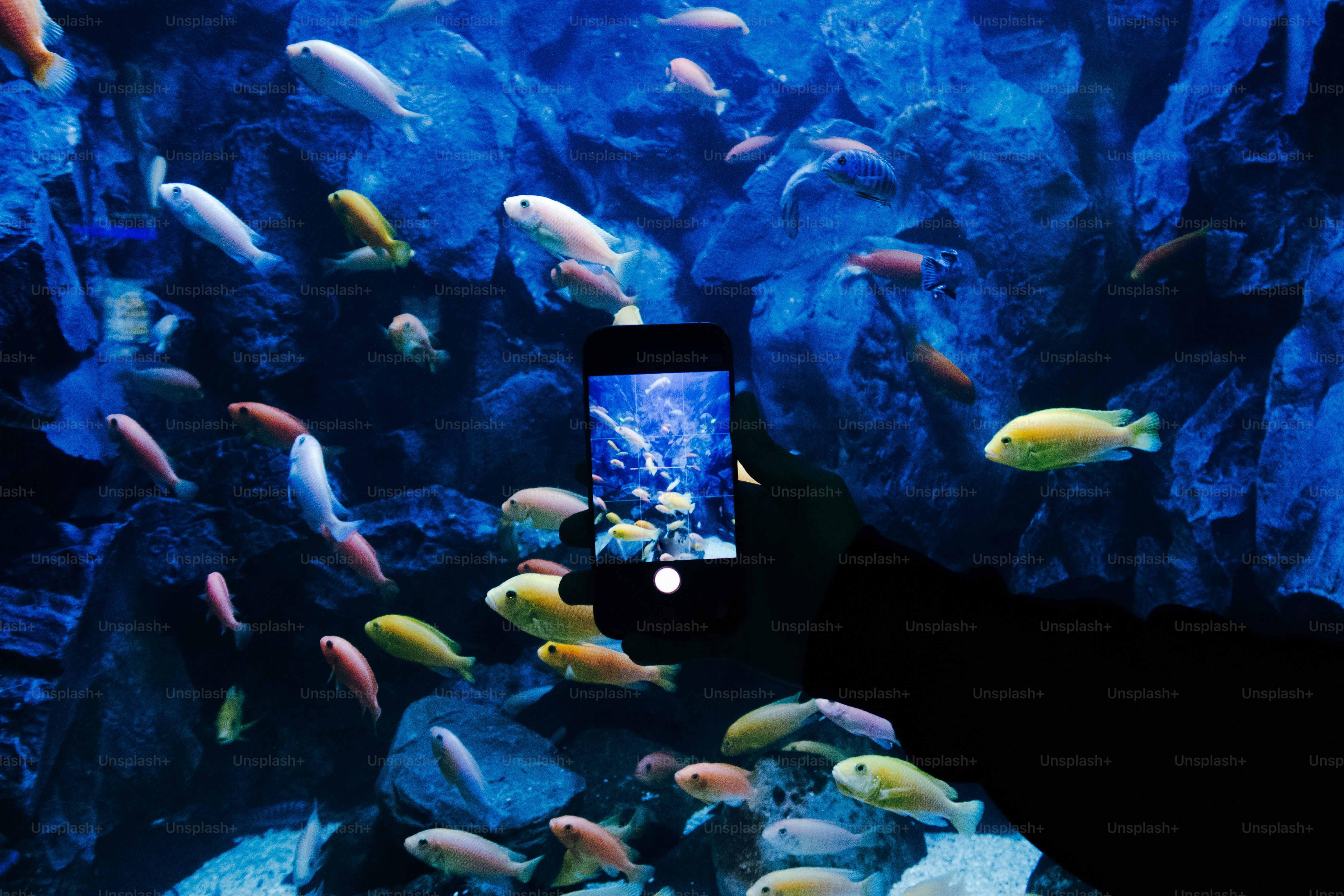 Colorful fish swim in a vibrant blue aquarium.