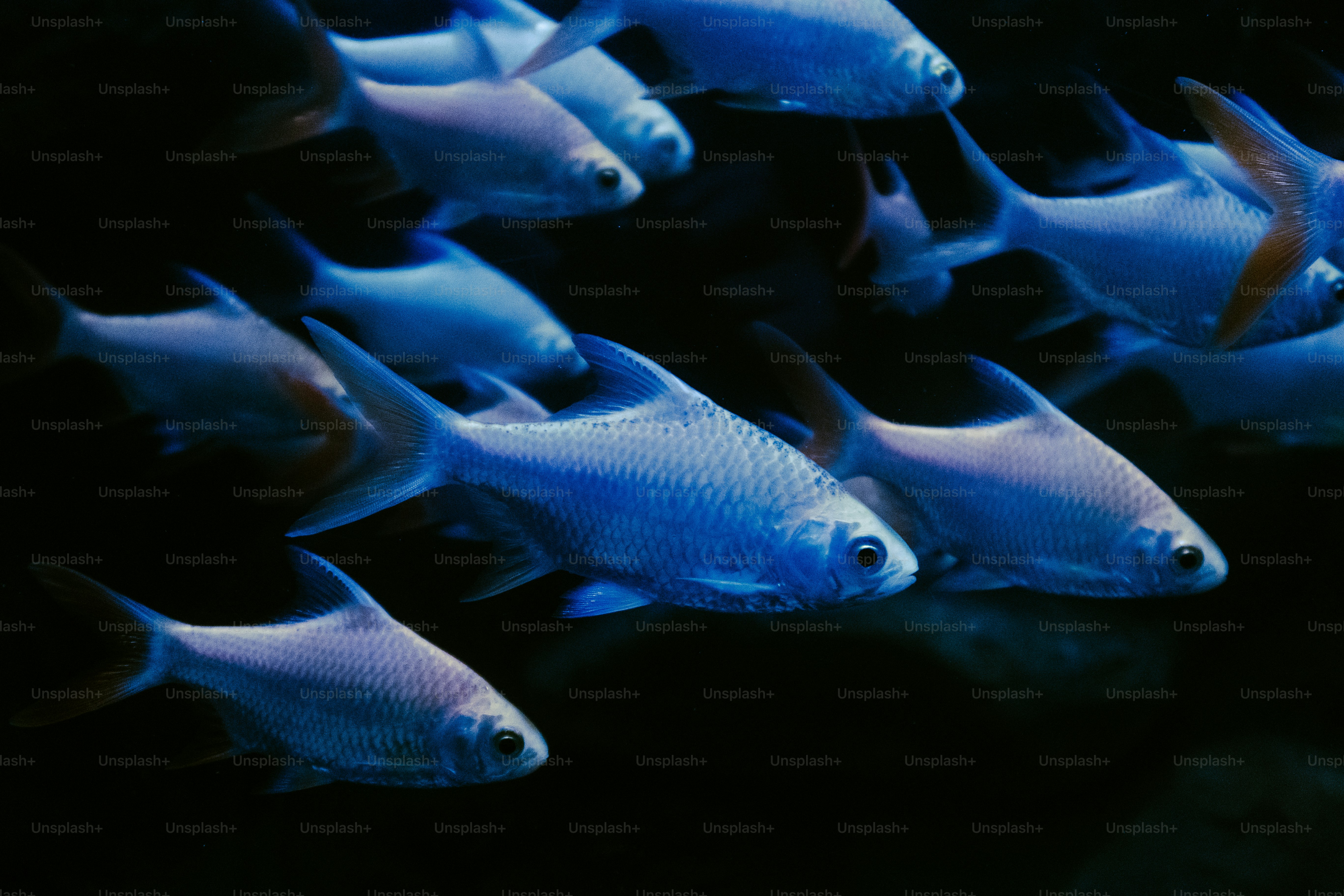 Sekumpulan ikan biru kecil berenang bersama.