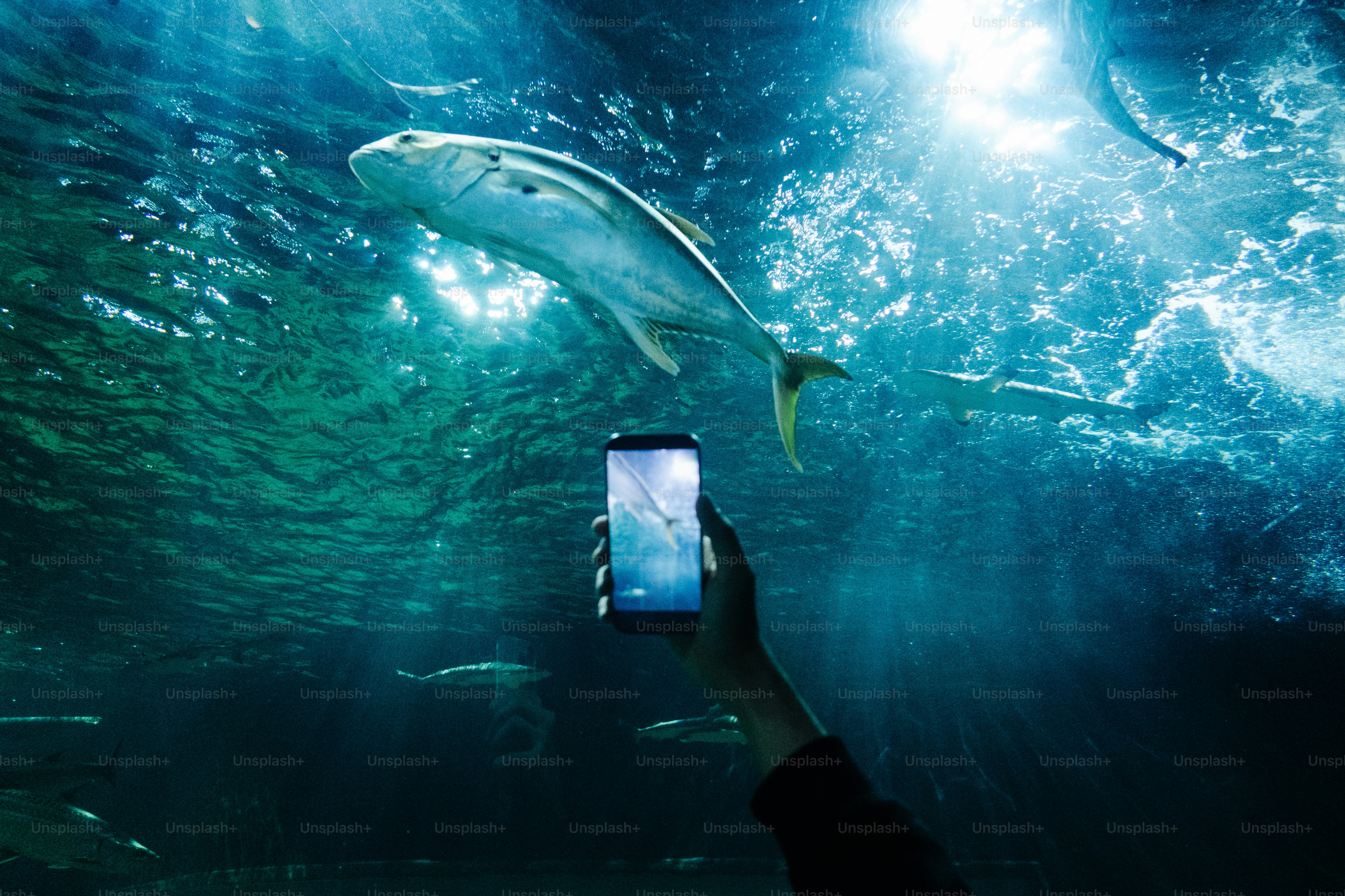 Person holding smartphone capturing fish in aquarium