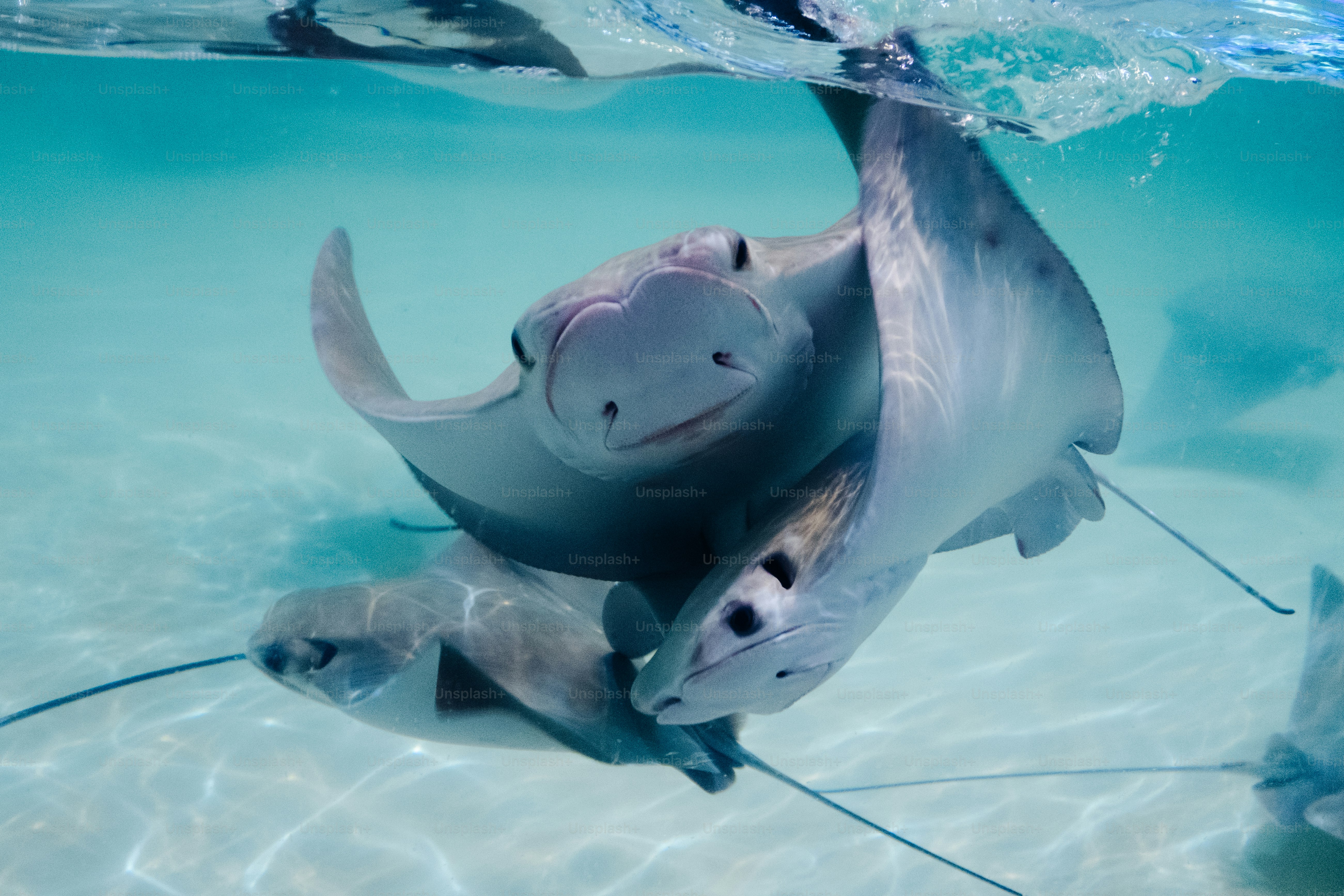 Three stingrays swimming in clear shallow water