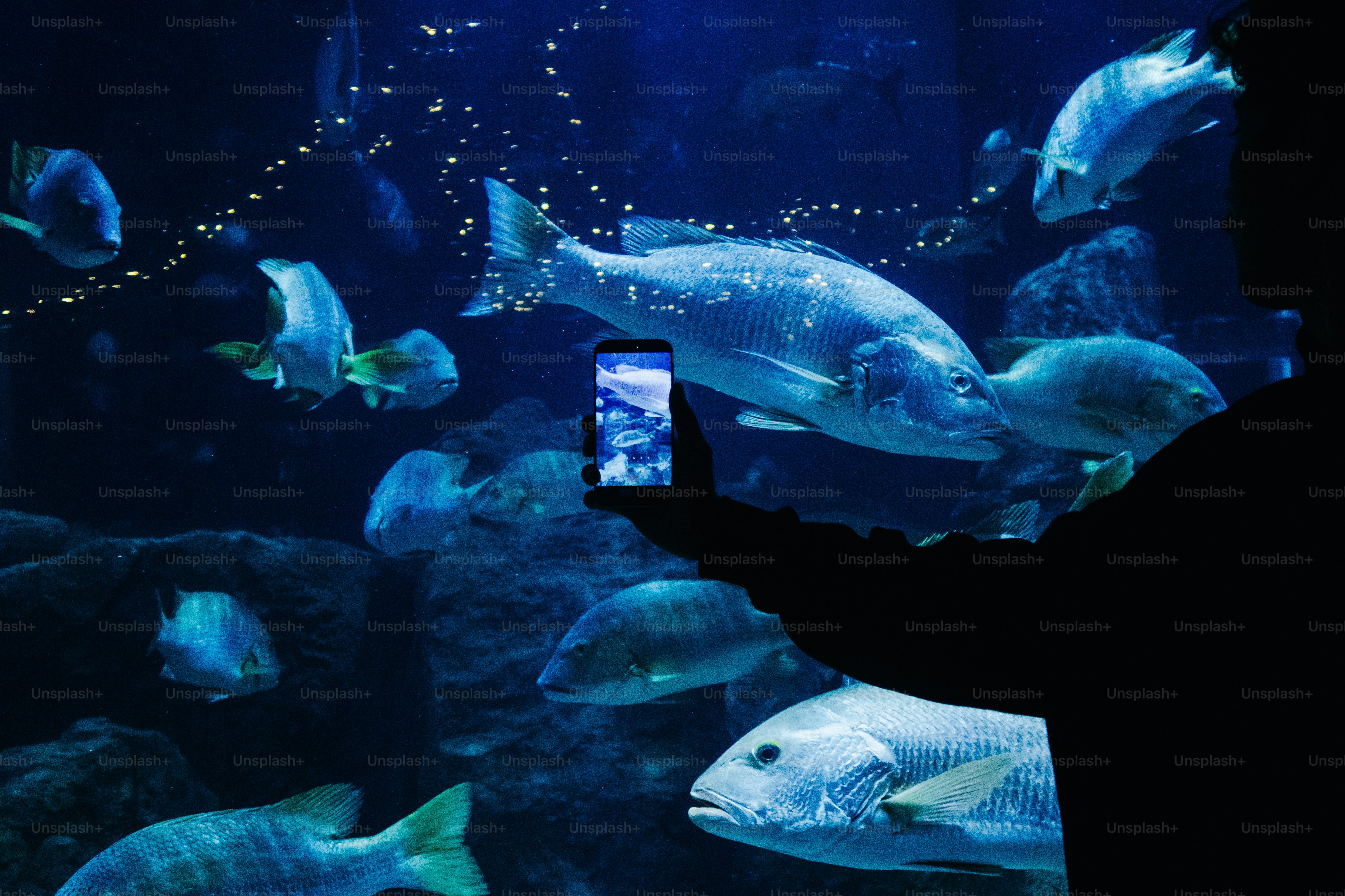 Orang yang mengambil gambar ikan di akuarium.