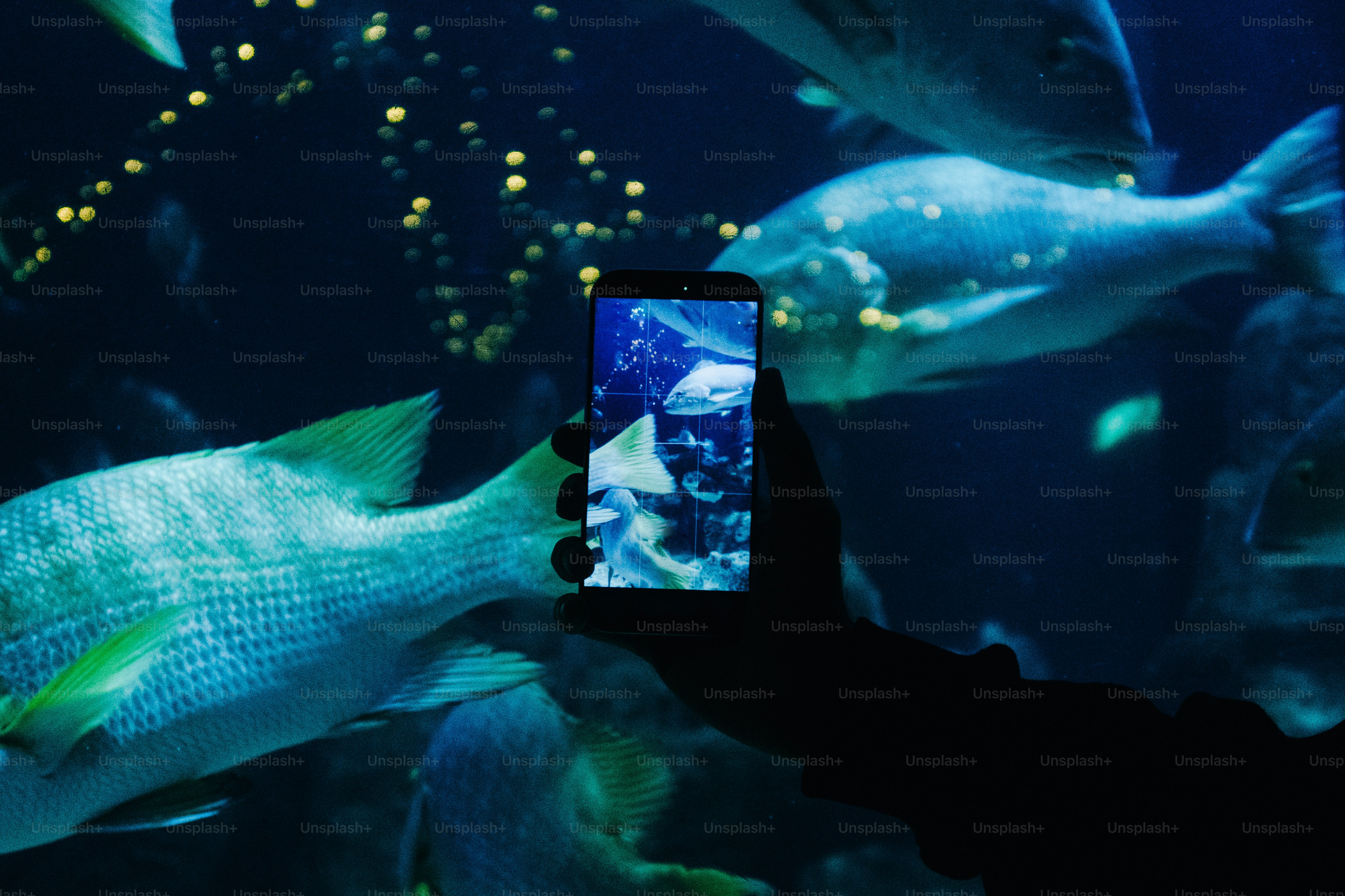 Ponsel pegangan tangan menangkap ikan di akuarium