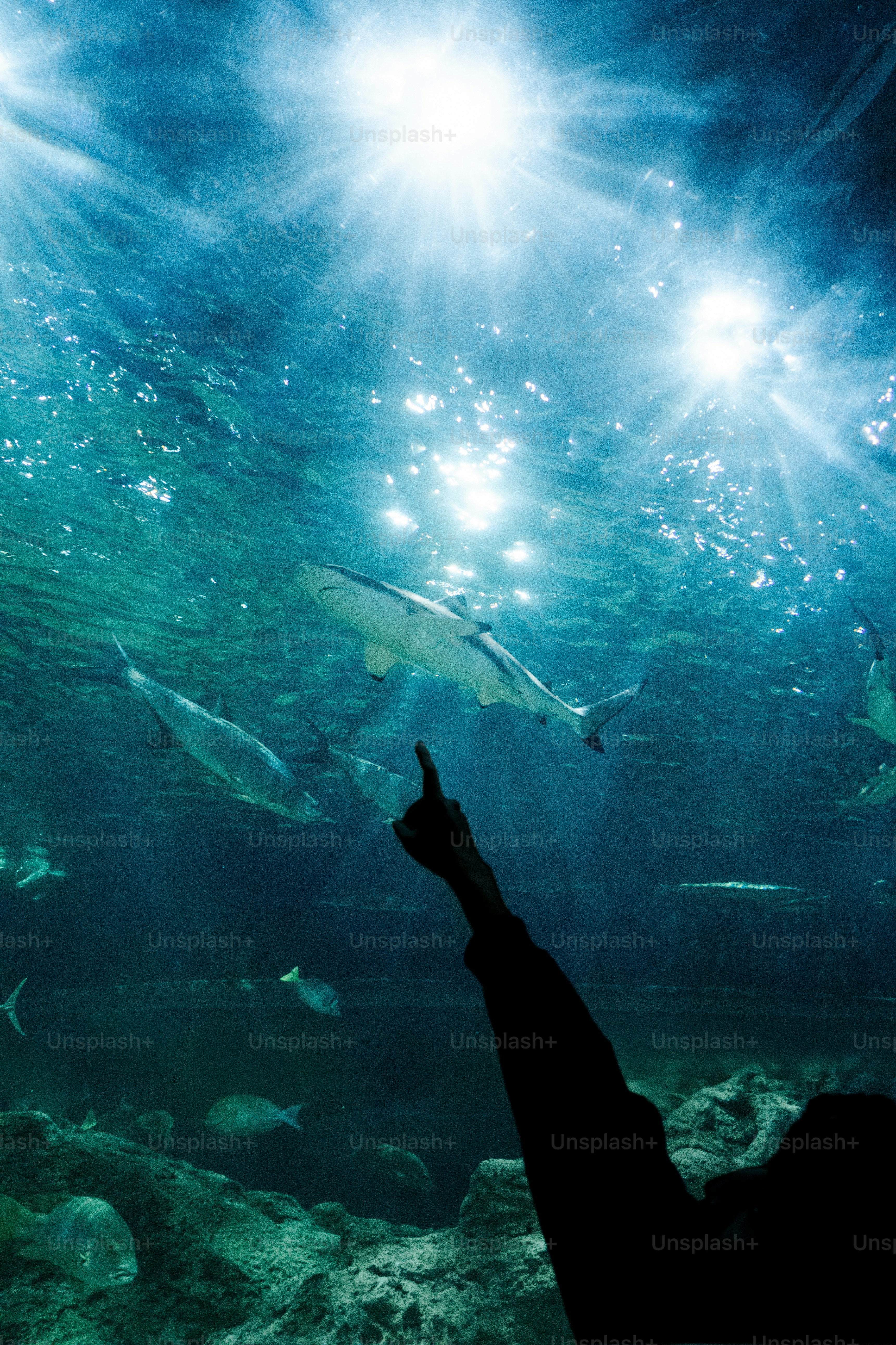 Person points at shark swimming in sunlit ocean water