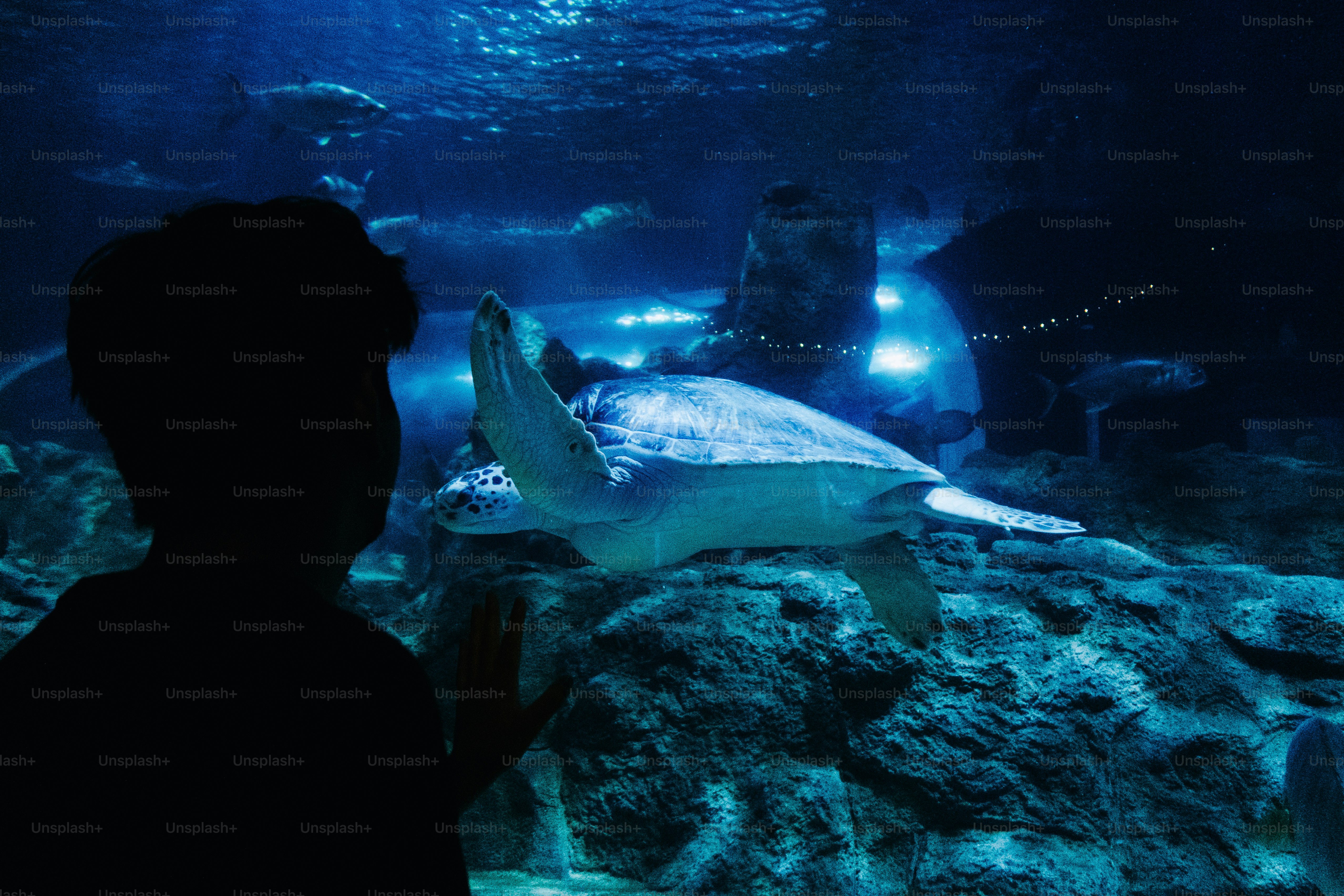 Child watches a sea turtle swim in aquarium