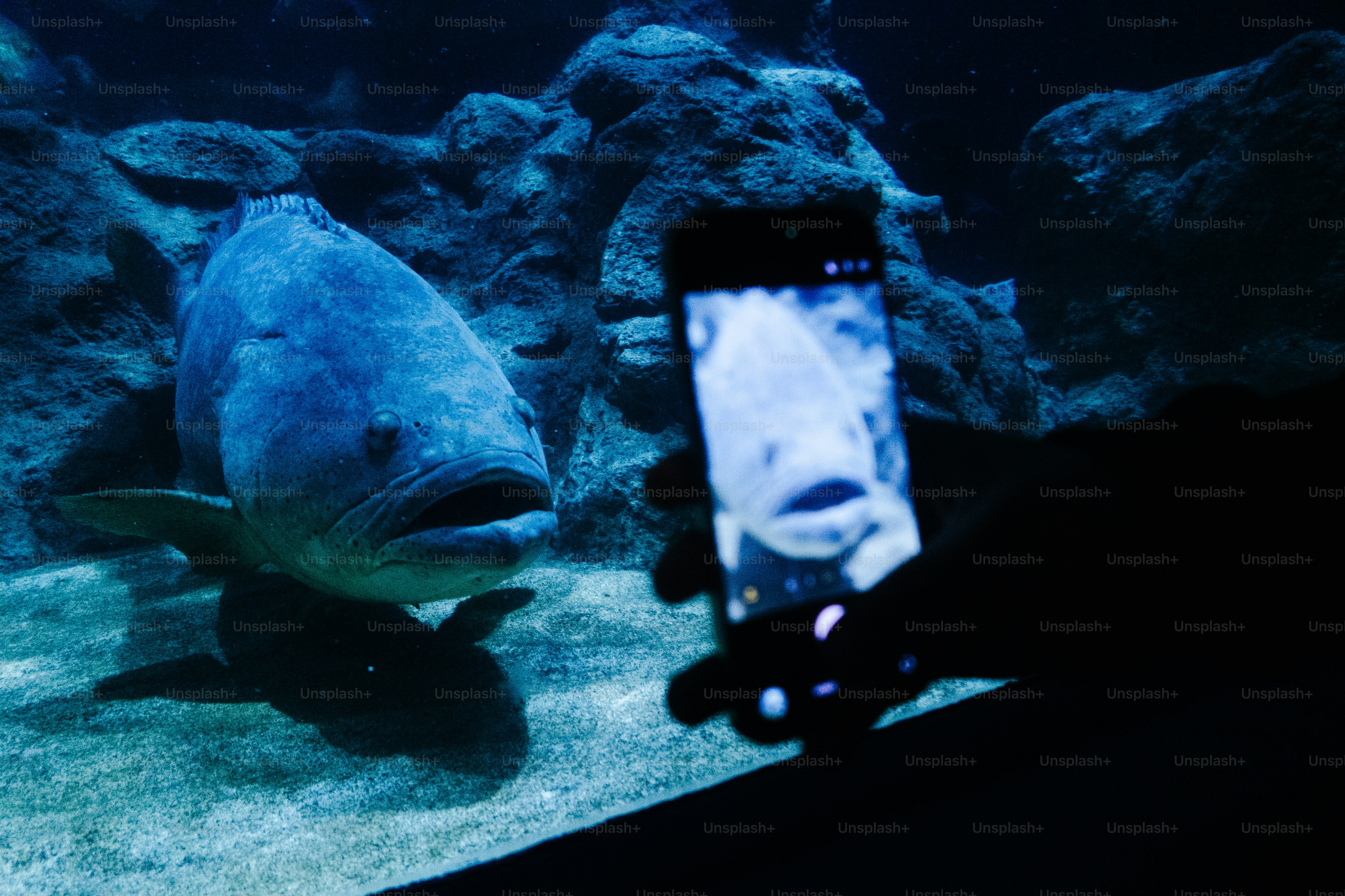 Person taking a selfie with a large fish.