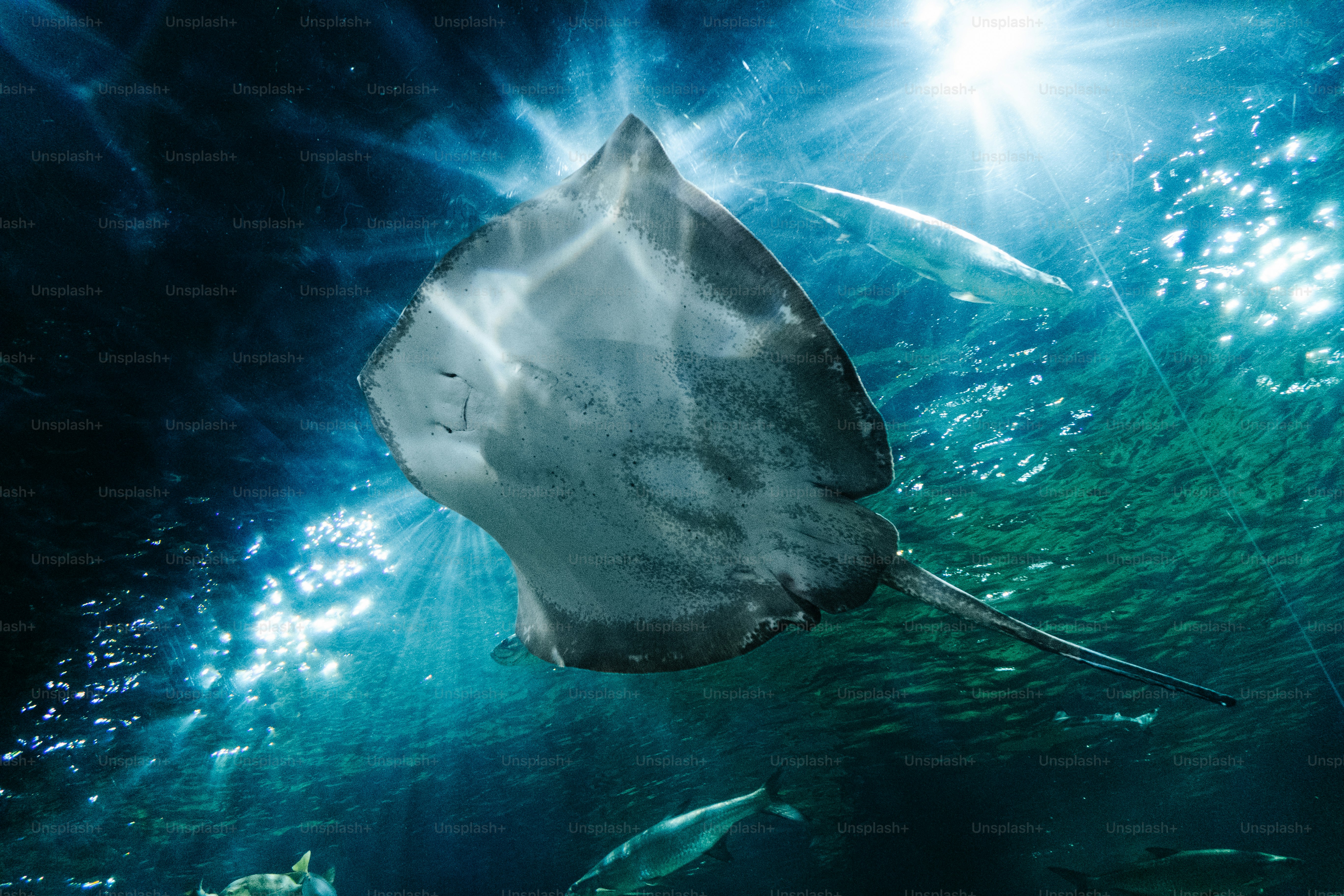 A stingray swims in clear ocean water with sunbeams.