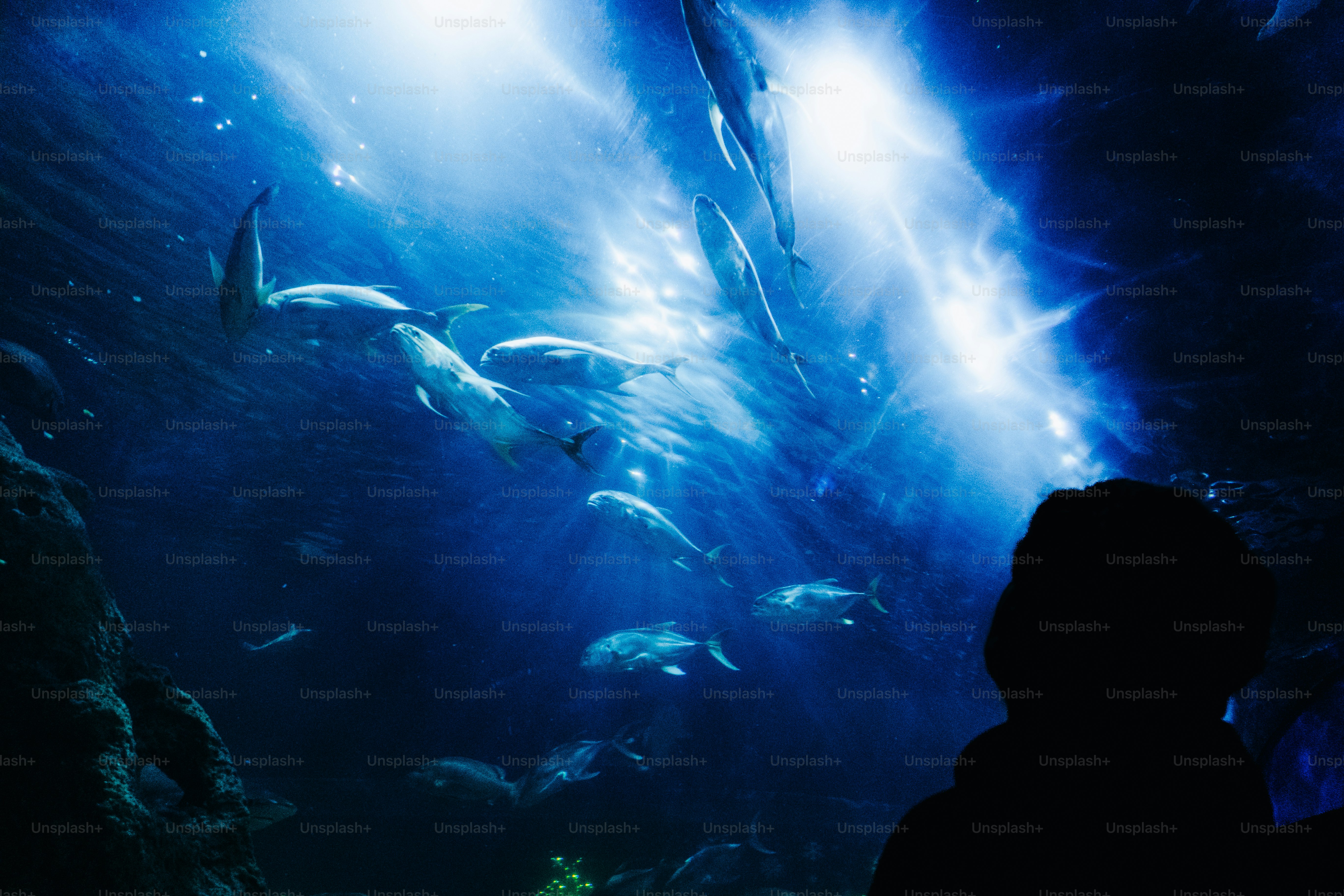 Trachinotus Blochii Snubnose Pompano Atlantis Sanya Island Hainan China 파노스  — 스톡 사진 © habar2005 #433129054, image size:3000x2000