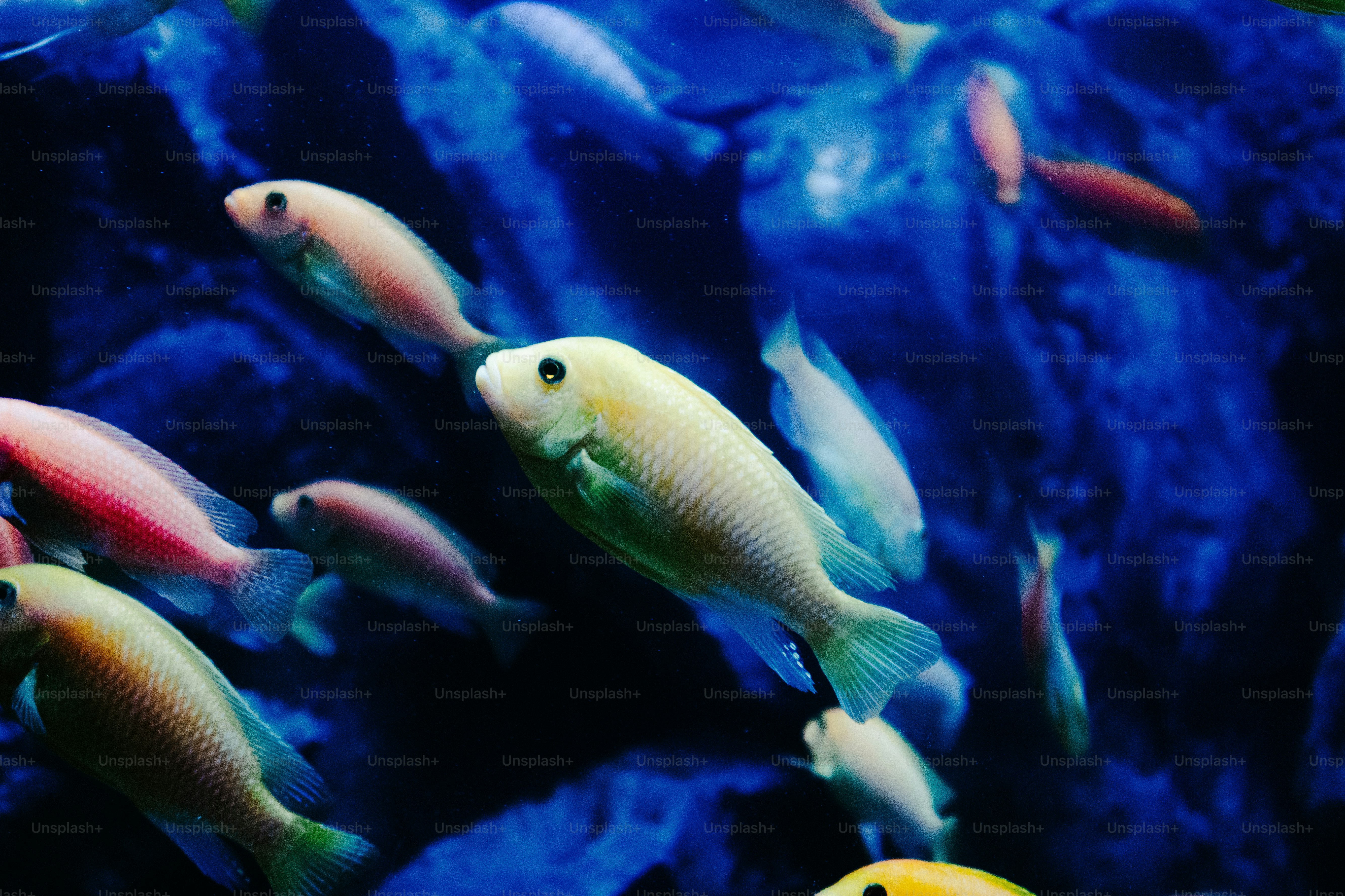 Several small fish swim in dark blue water.