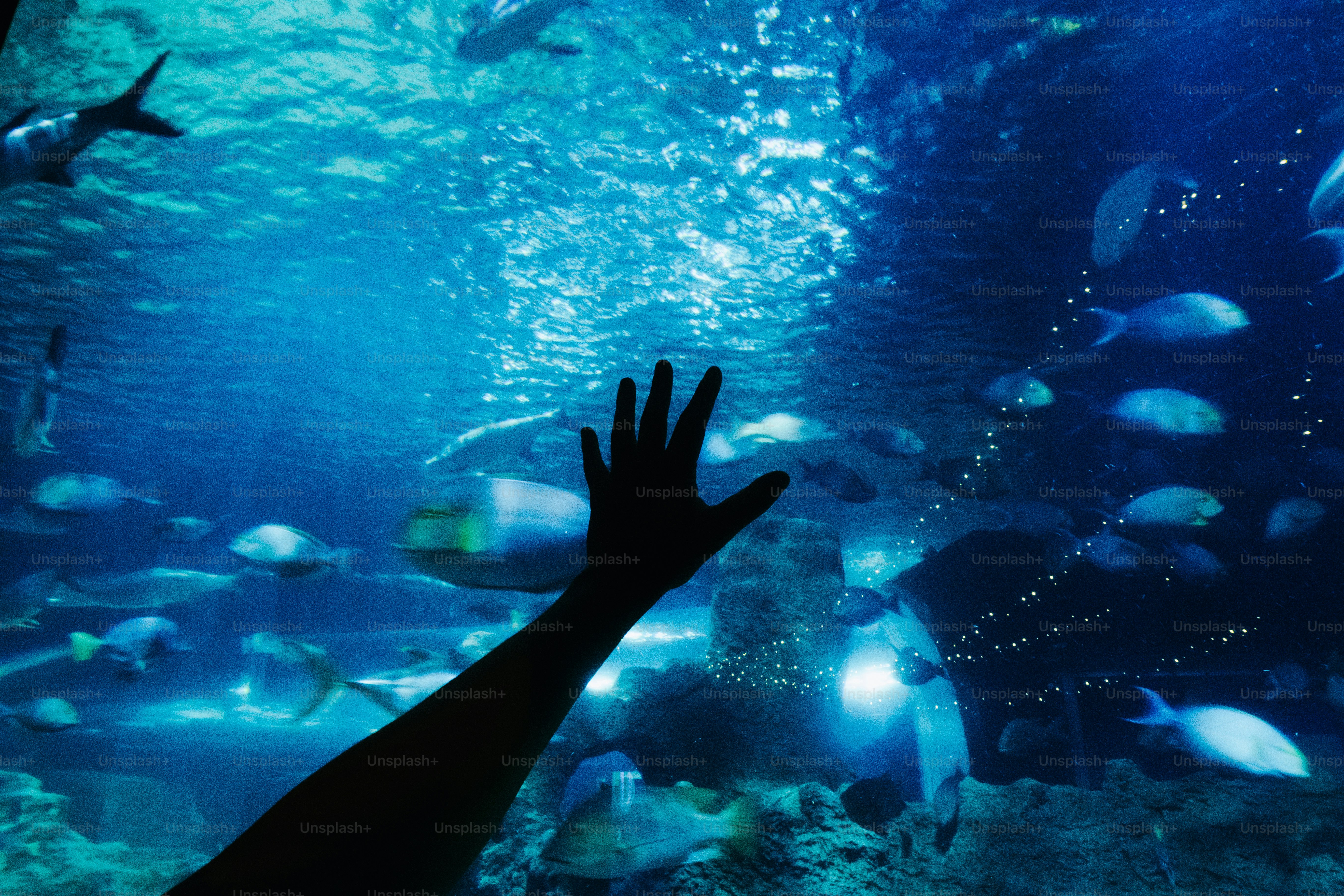 Silhouette of a hand reaching towards fish in blue water